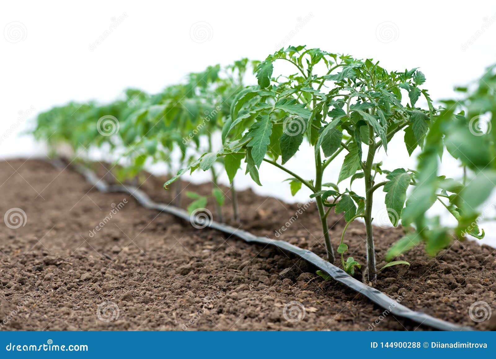 tomato plants in a greenhouse and drip irrigation sistem