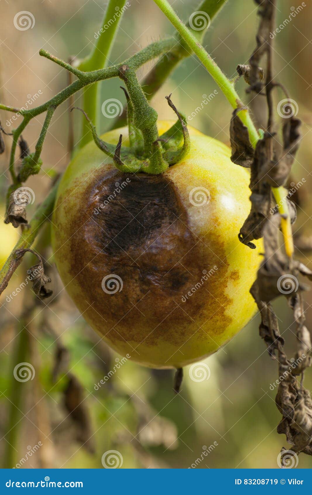 tomato late blight pathogen tomato late blight pathogen