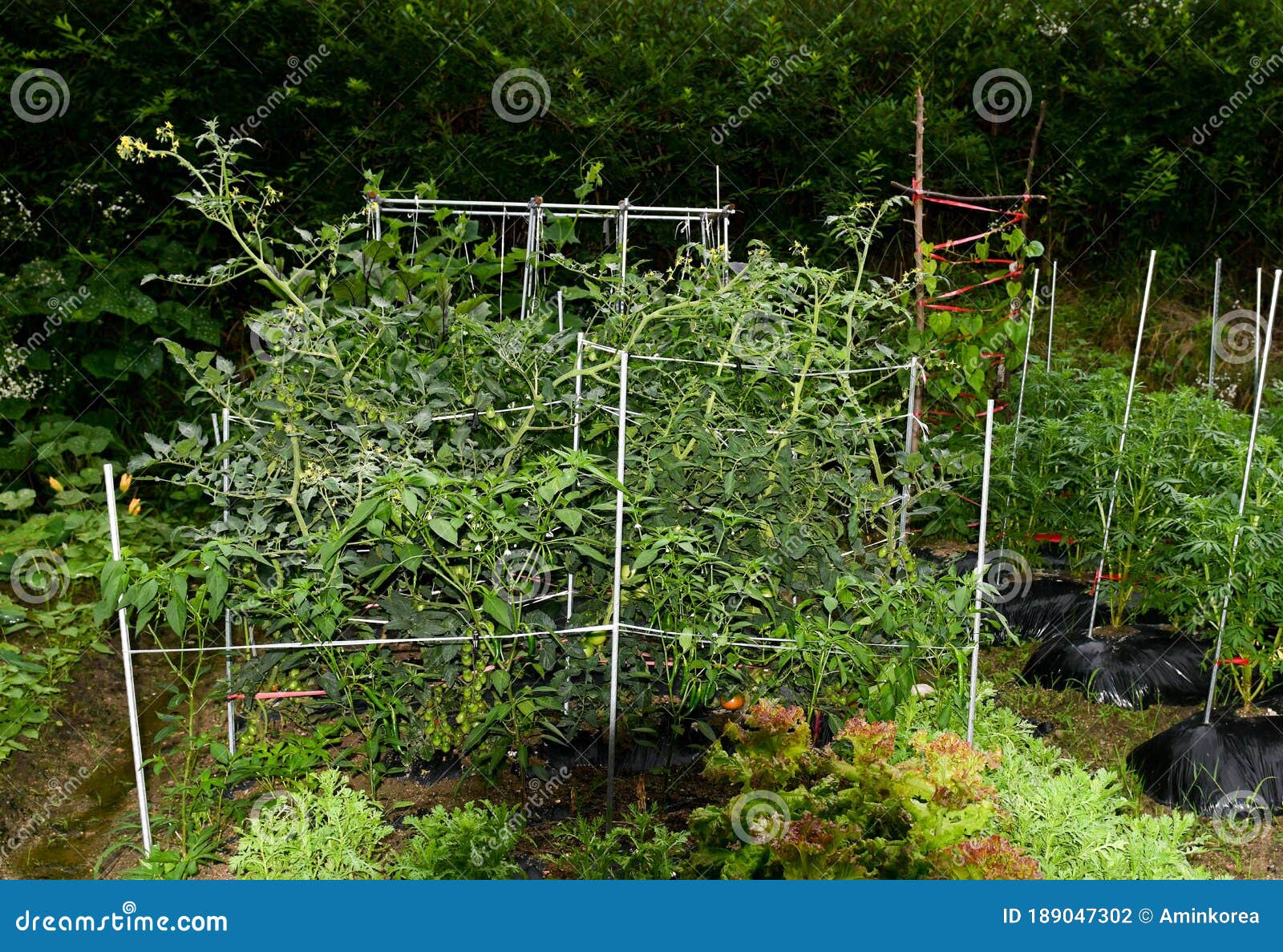 Tomato Plants and Lettuce Growing in Garden Stock Photo Image of