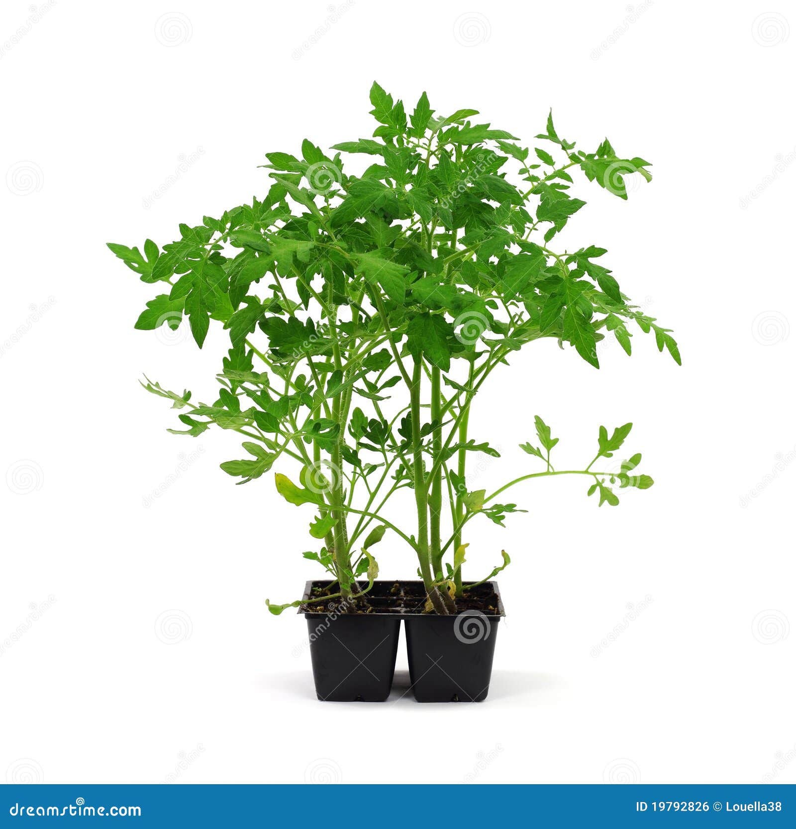 Tomato Plants Ready For Garden Stock Photo - Image of leaves