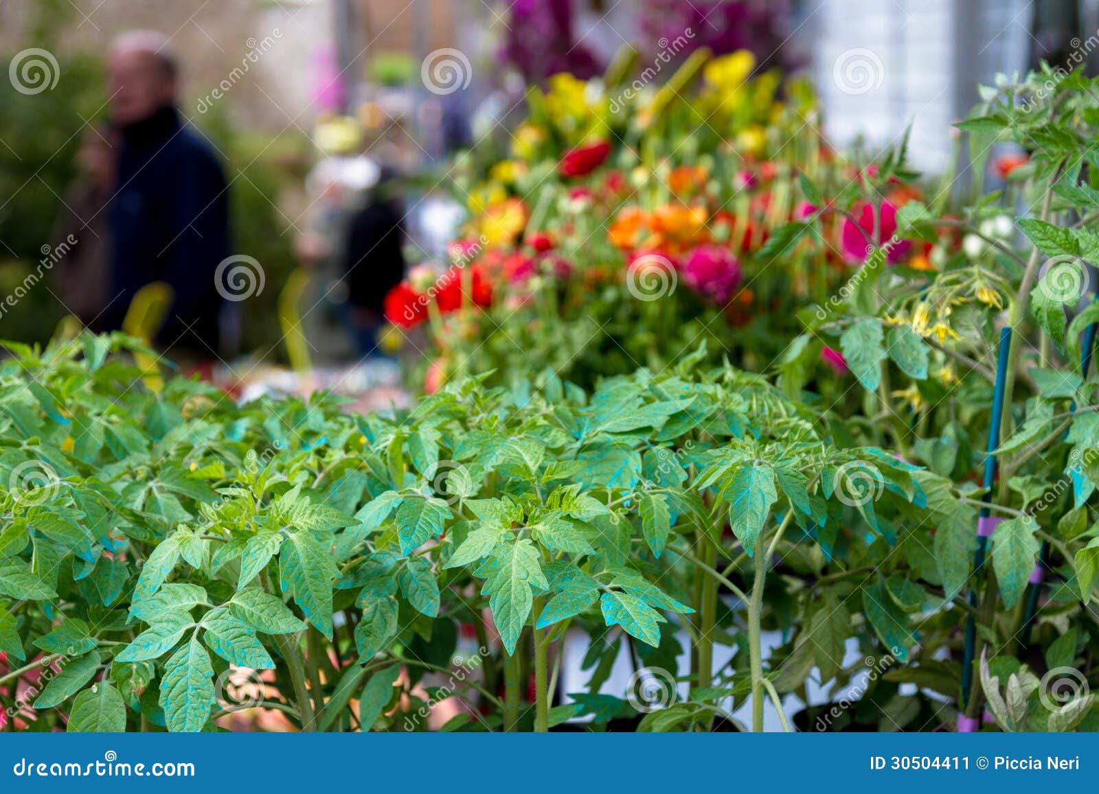 heirloom tomato plants for sale heirloom tomato plants for sale
