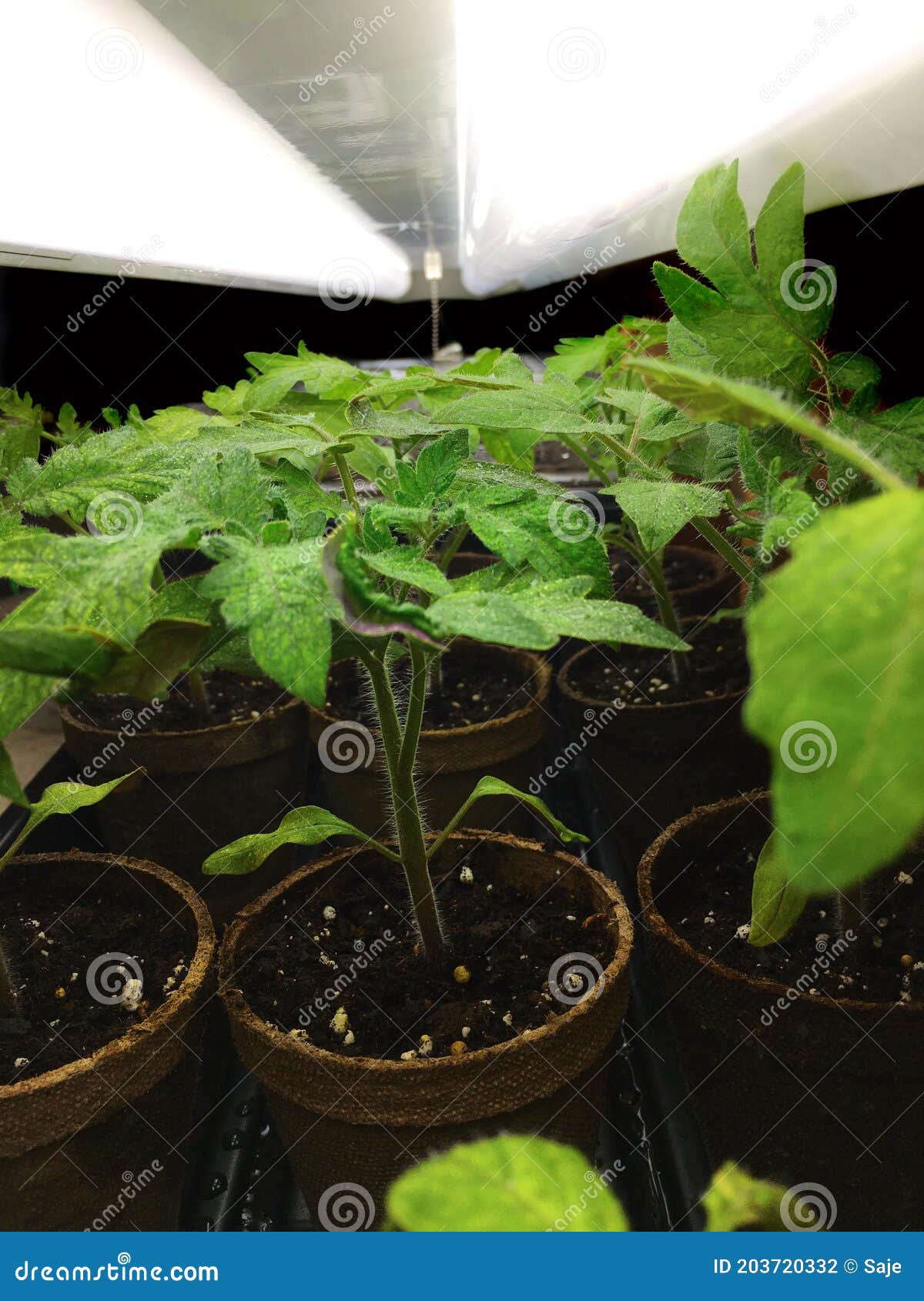 Tomato Plants Under Grow Light Stock Photo Image of light, seedling