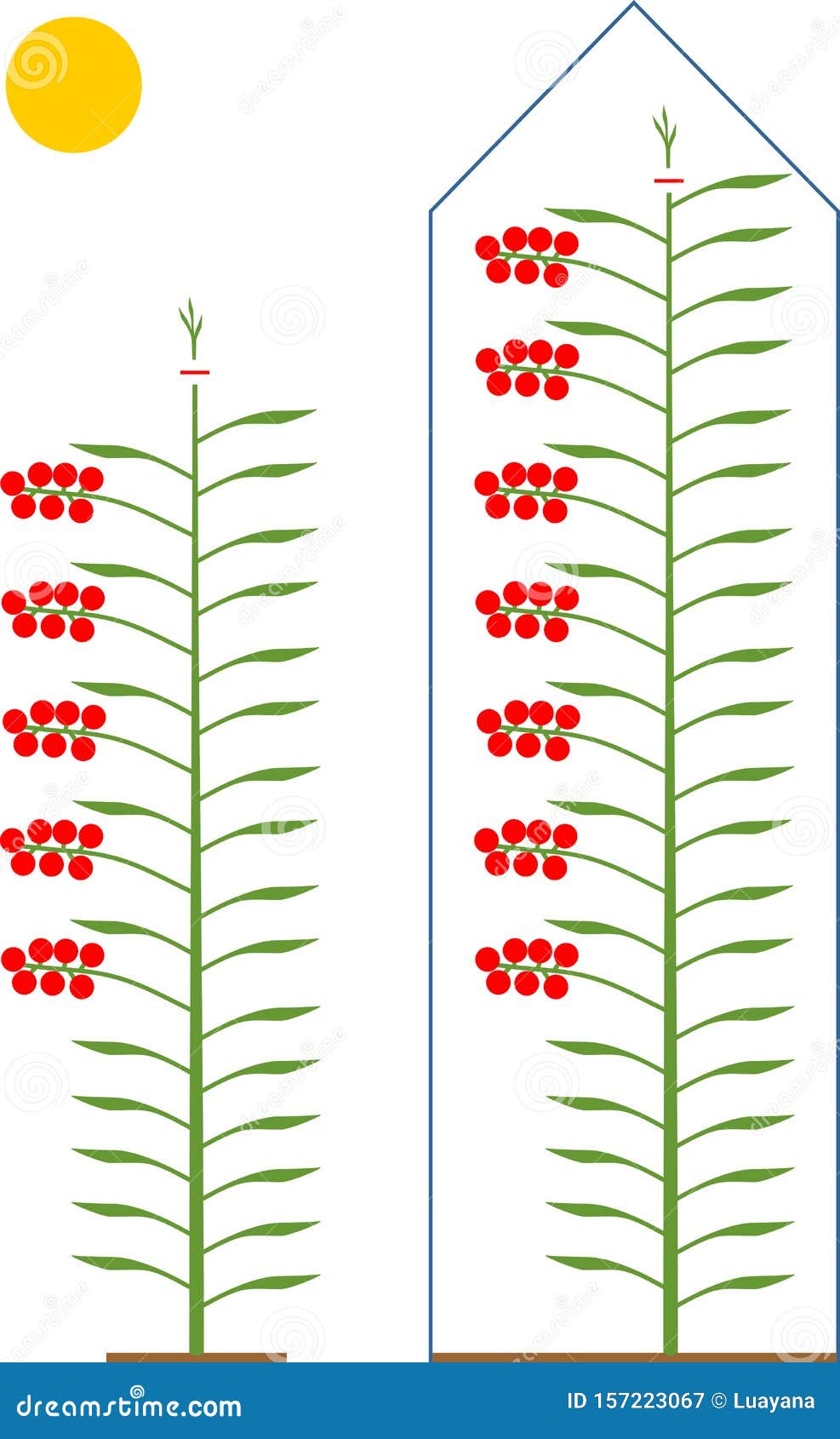 download pruning tomato plants for free download pruning tomato plants for free