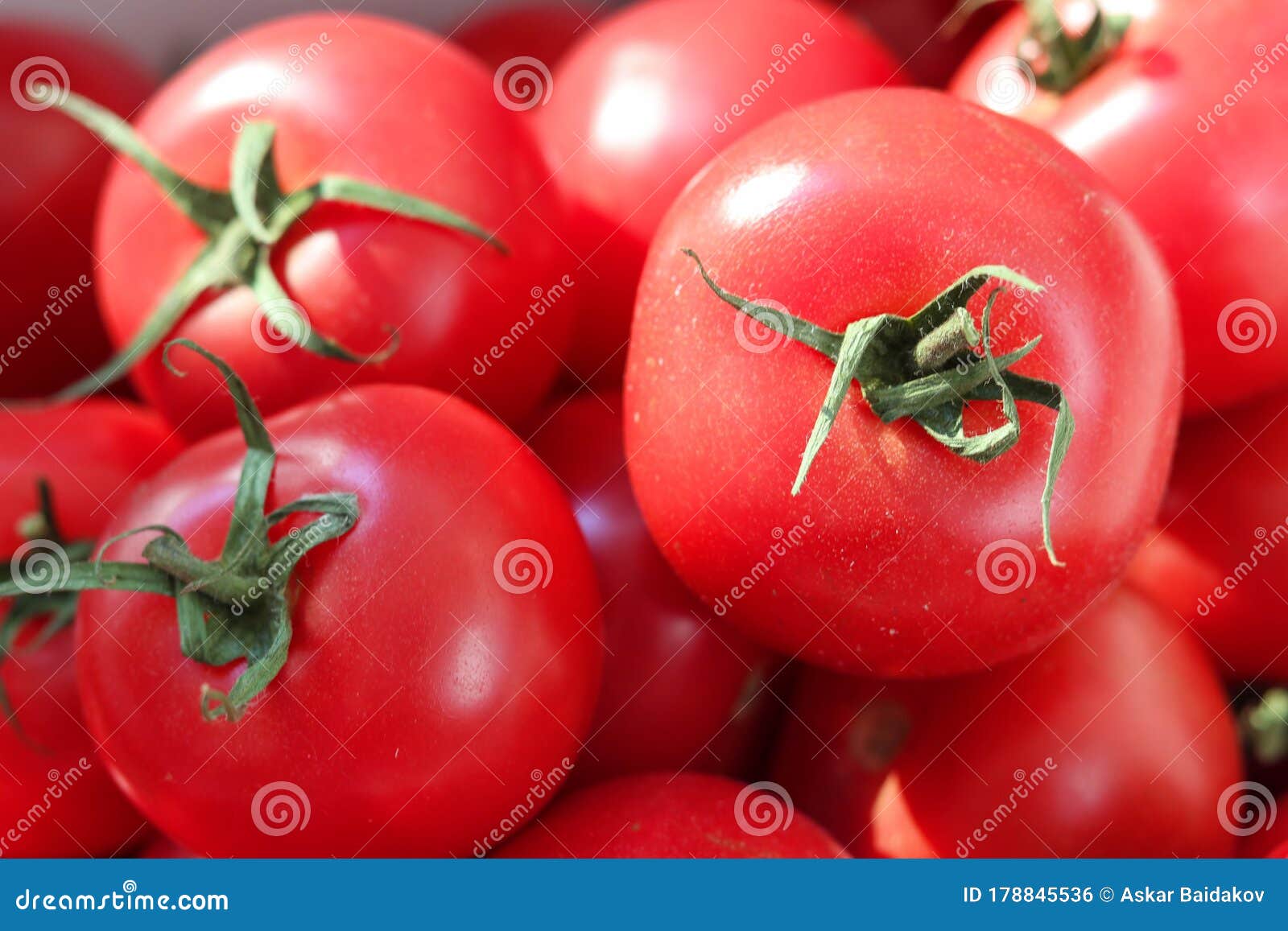 harvest of ripe tomatoes