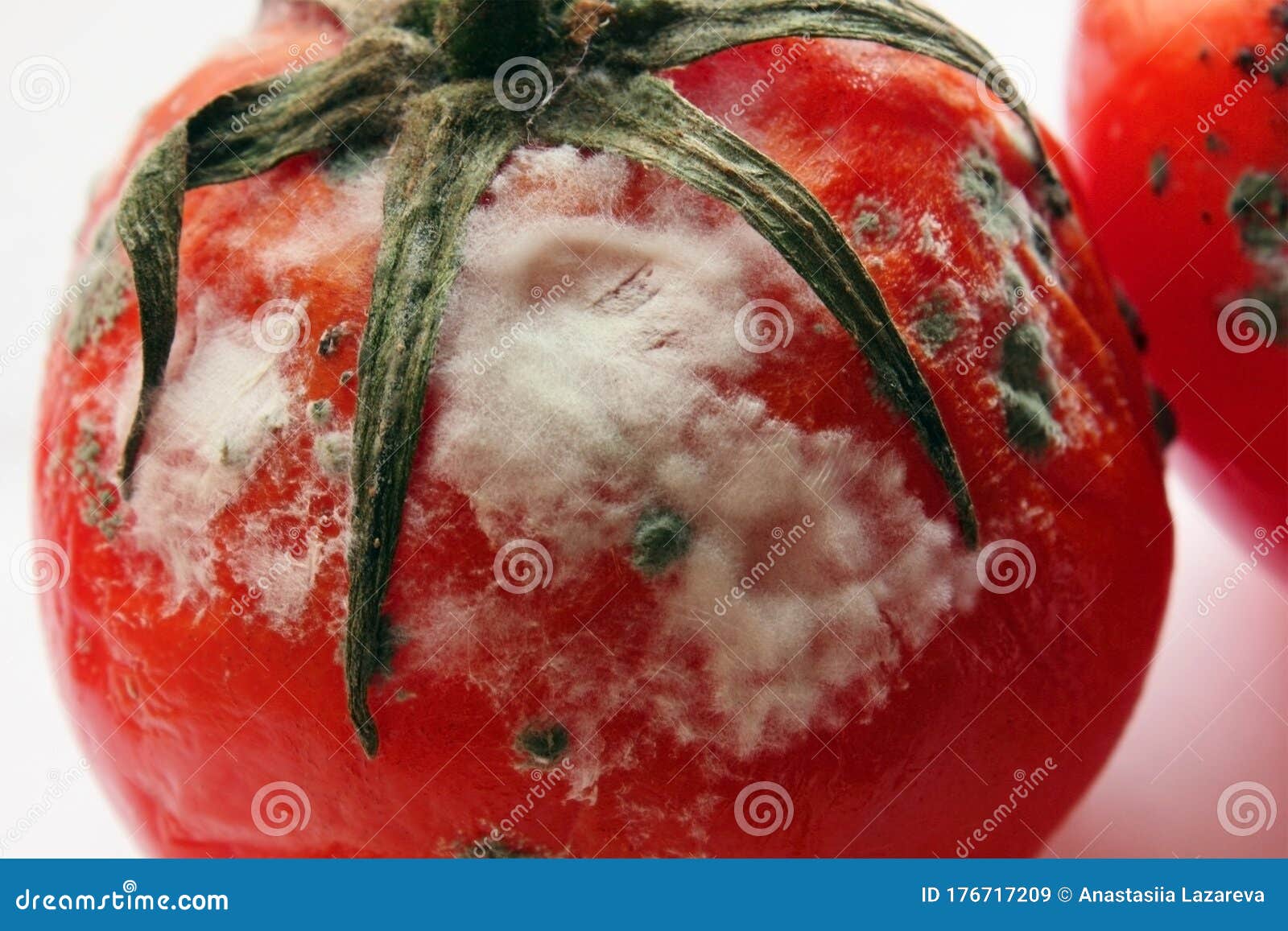 Rotten tomato. Mold on vegetables. Rotten product. Spoiled food