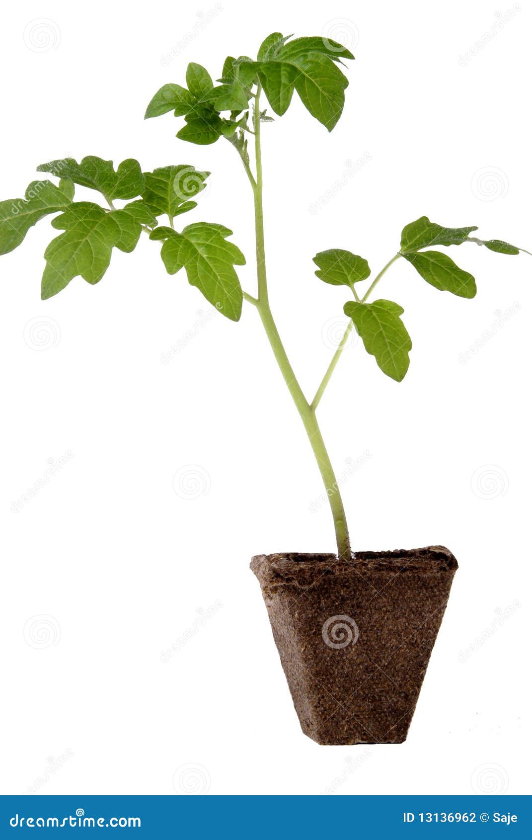 Tomato Seedling Stock Photography - Image: 13136962