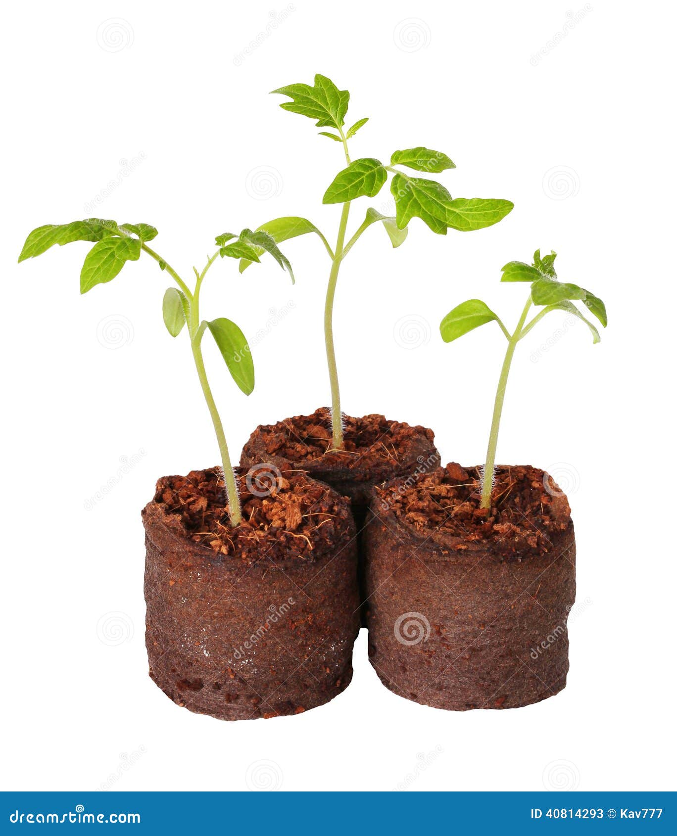 a tomato seedling in the peat pot, 