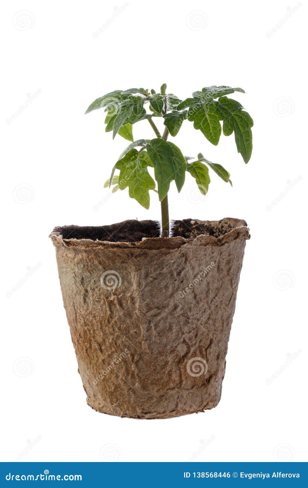 tomato seedling in peat pot  on white
