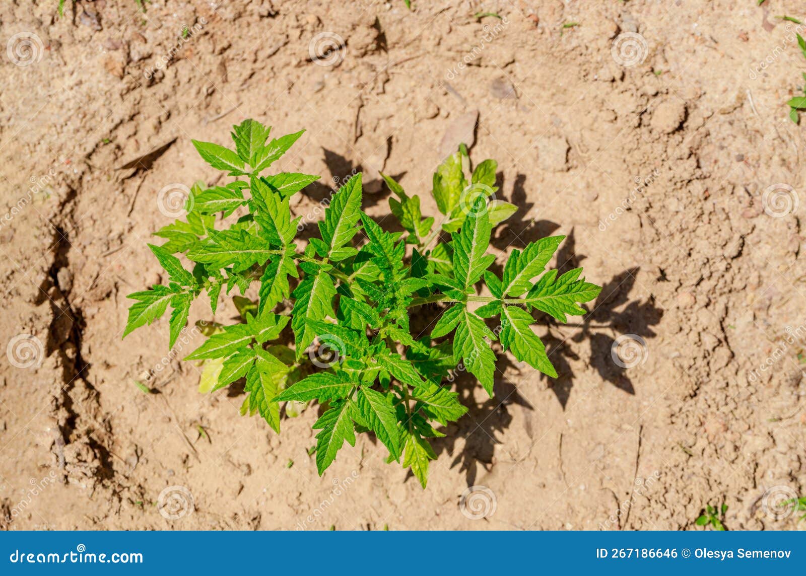 A Tomato Seedling is Planted in the Ground. Stock Photo Image of