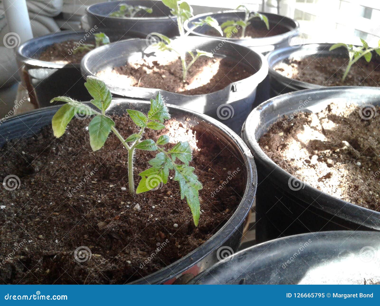 Tomato Seedlings Indoor Garden In The Sunshine Stock Image Image