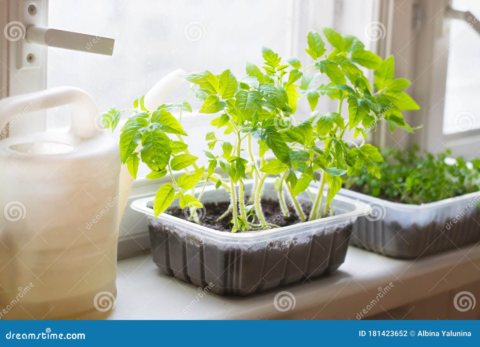 Tomato Seedlings Plants in Plastic Pots and Watering Can Stock Photo