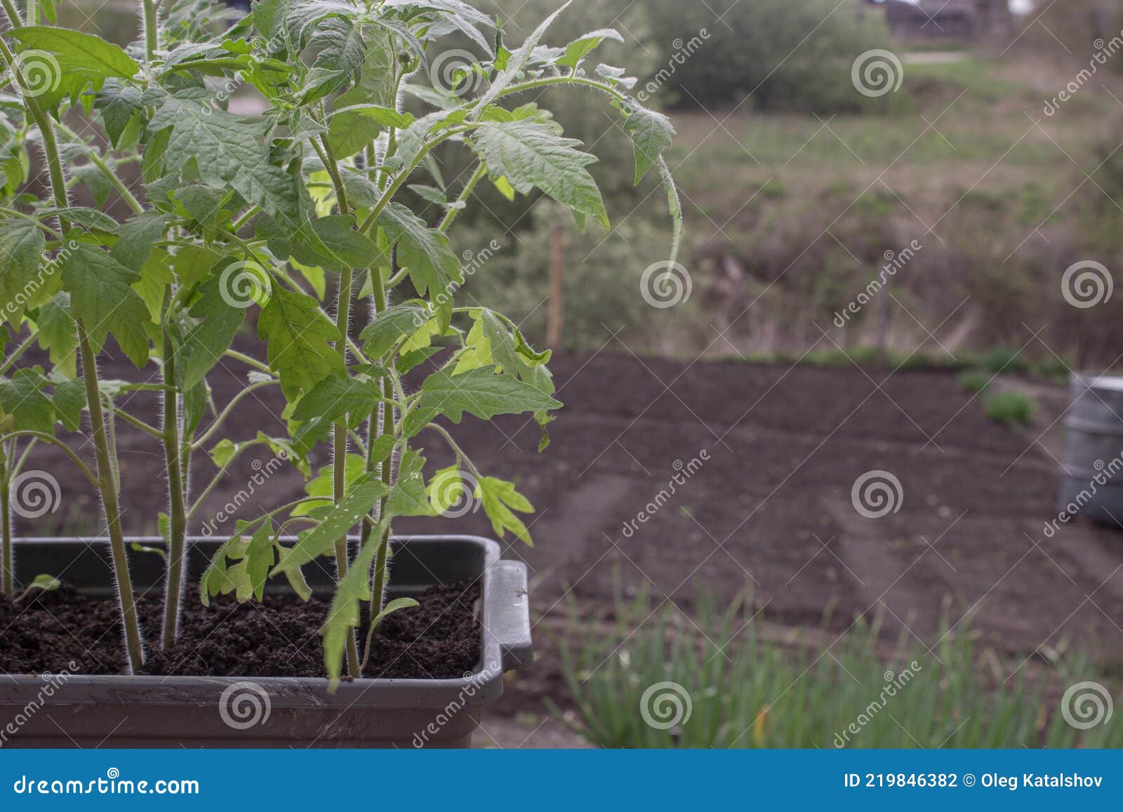 Tomato Seedlings in a Plastic Container. Green Tomato Seedlings on the