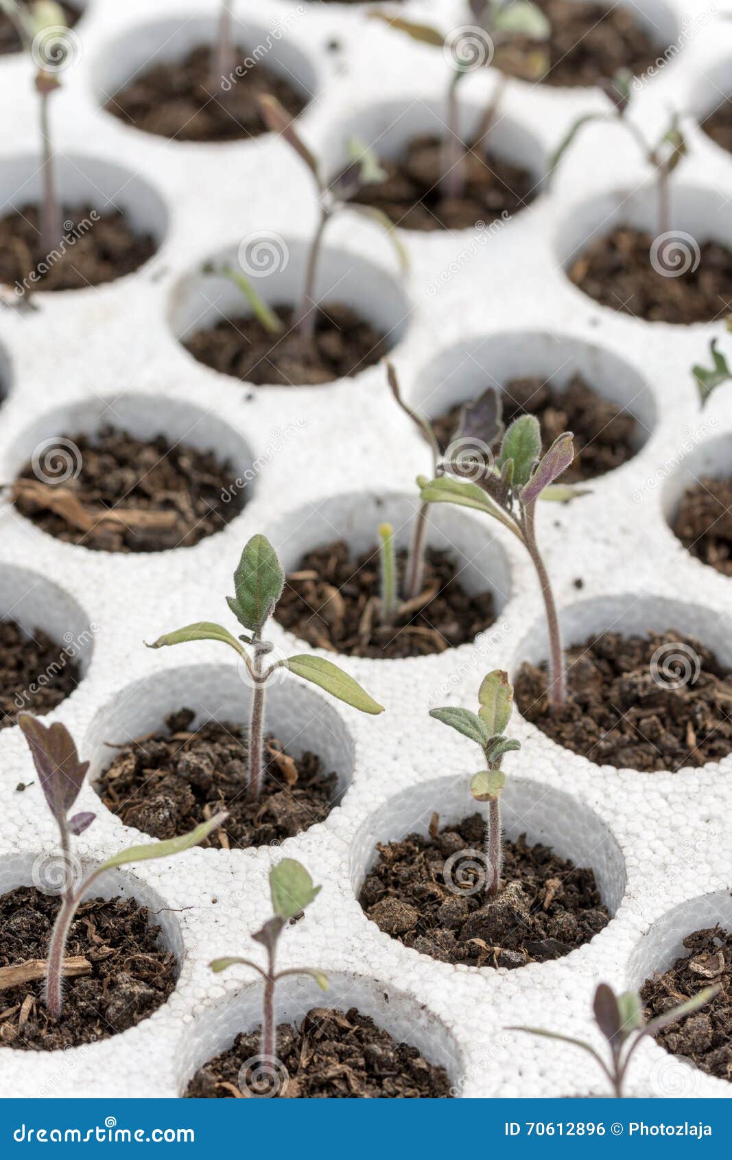 Tomato Seedlings in the Styrofoam Stock Photo Image of ground