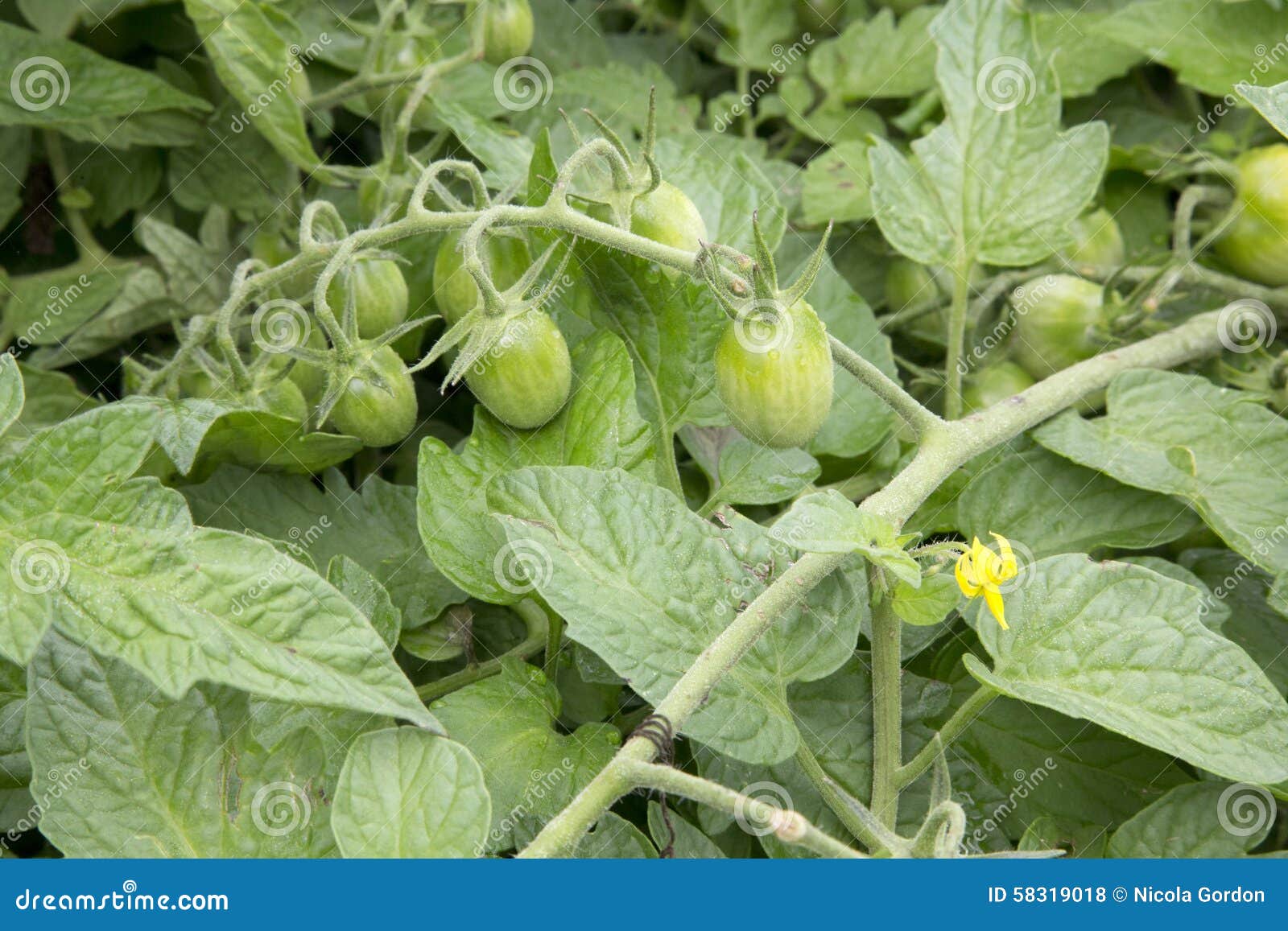 tomato - solanium - fantastico