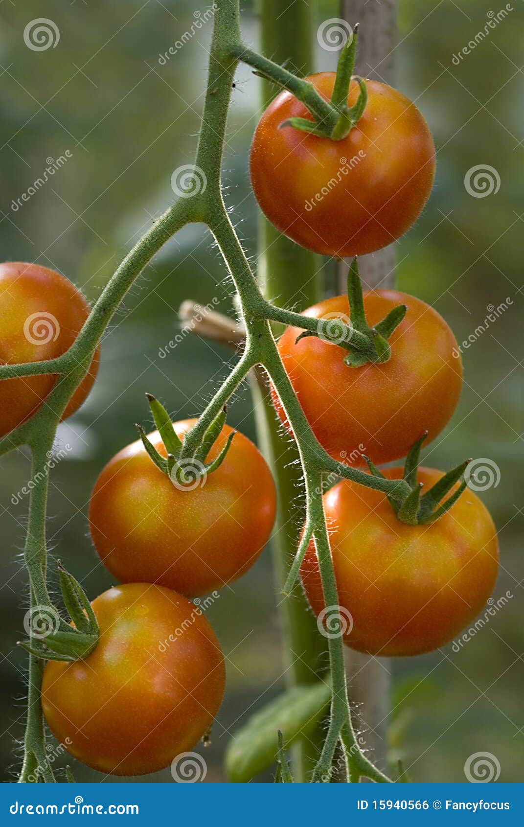 The Tomato Solanum Lycopersicum, L. 1753 - Identified According To The ...