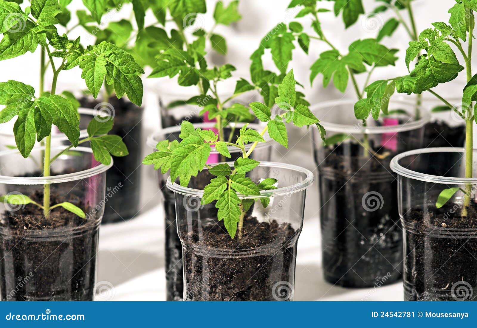 Tomato Sprout with Plastic Cups Stock Image Image of package, plants