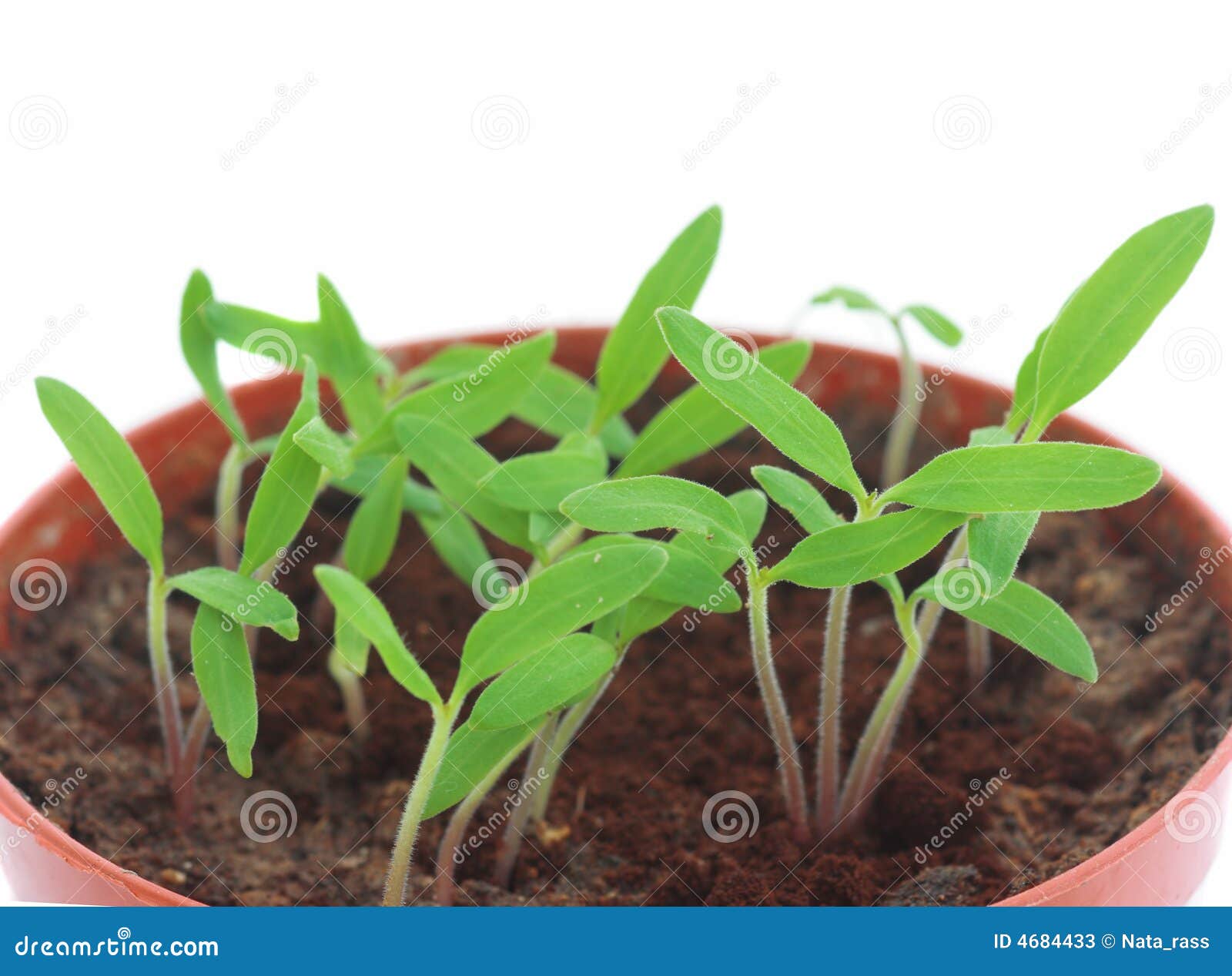 Tomato Sprouts stock image. Image of tender, green, growing 4684433