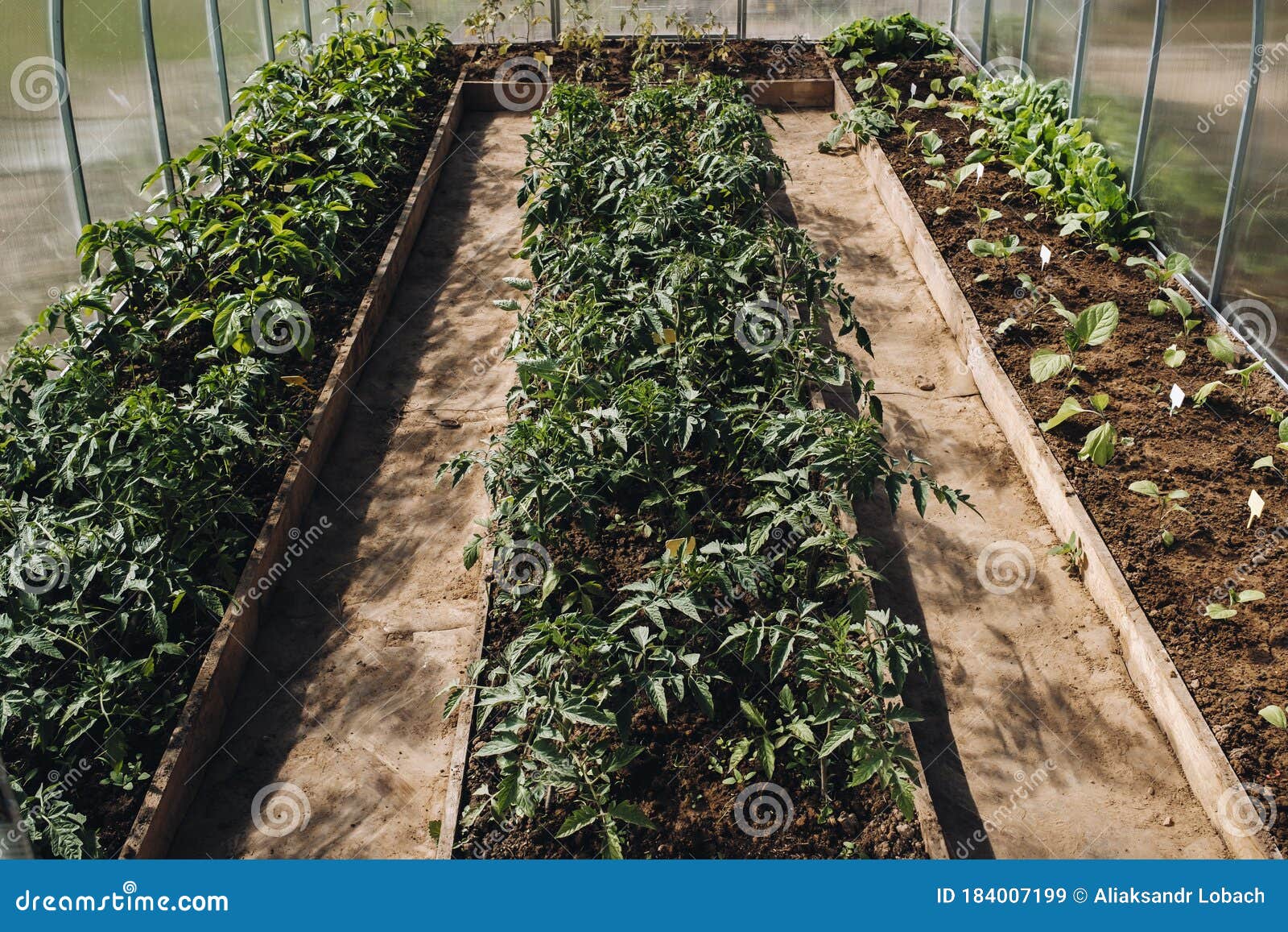 Sprouts In The Greenhouse Stock Image 67867303