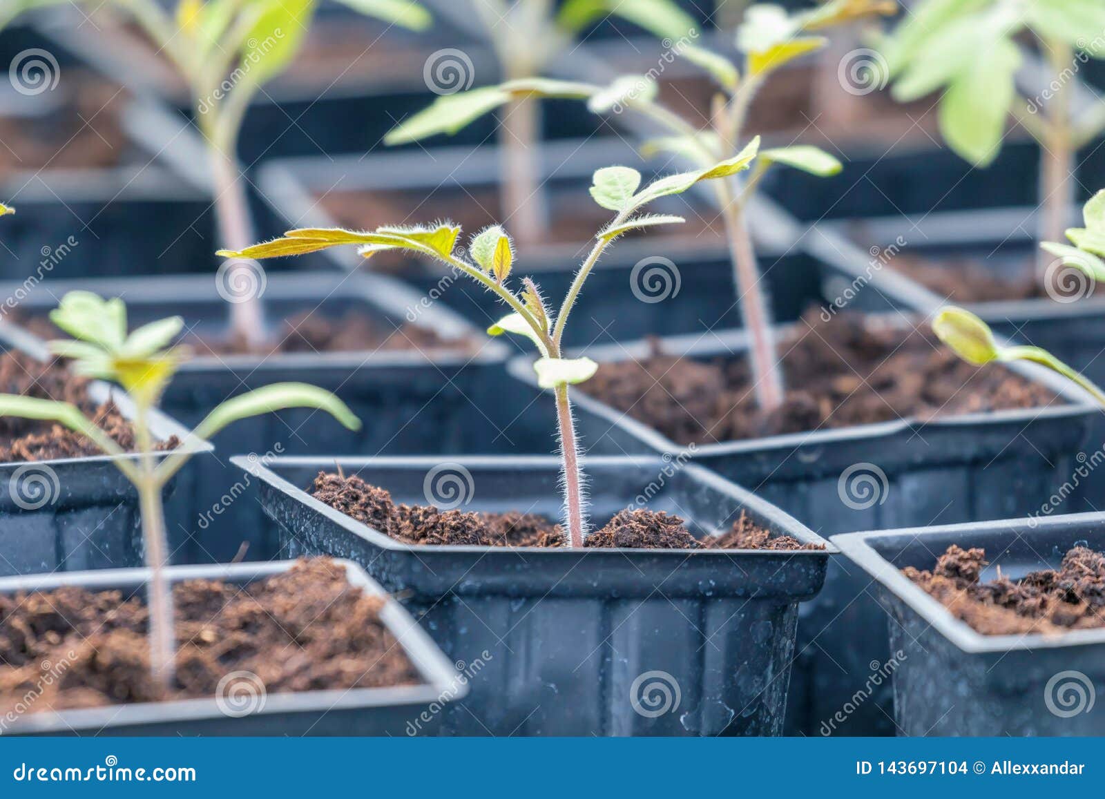 Tomato Sprouts Greenhouse, Sprouted Tomato, Potted Tomato Seedlings. Spring Seedlings Stock
