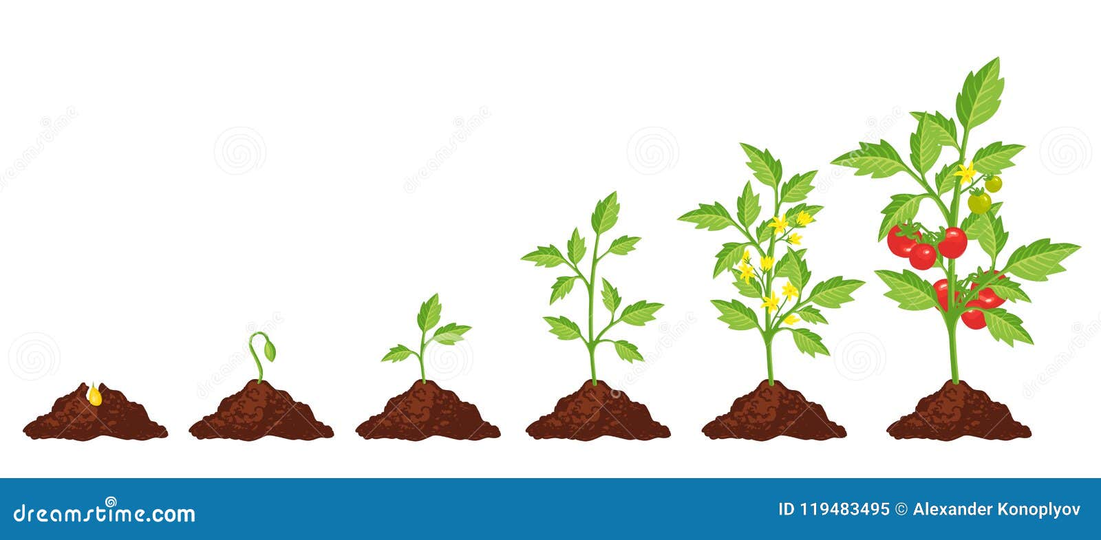 Tomato Plant Growth Cycle Vector Illustration | CartoonDealer.com #20798224