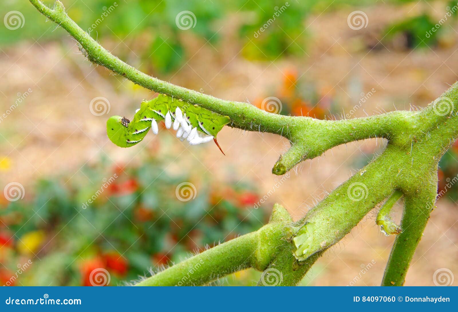 tomato / tobacco hornworm as host to parasitic braconid wasp eggs
