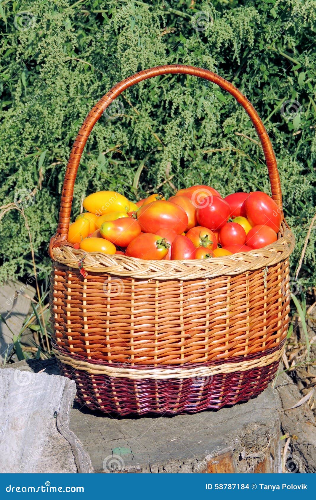 Tomato stock photo. Image of farm, morning, healthy, basket 58787184