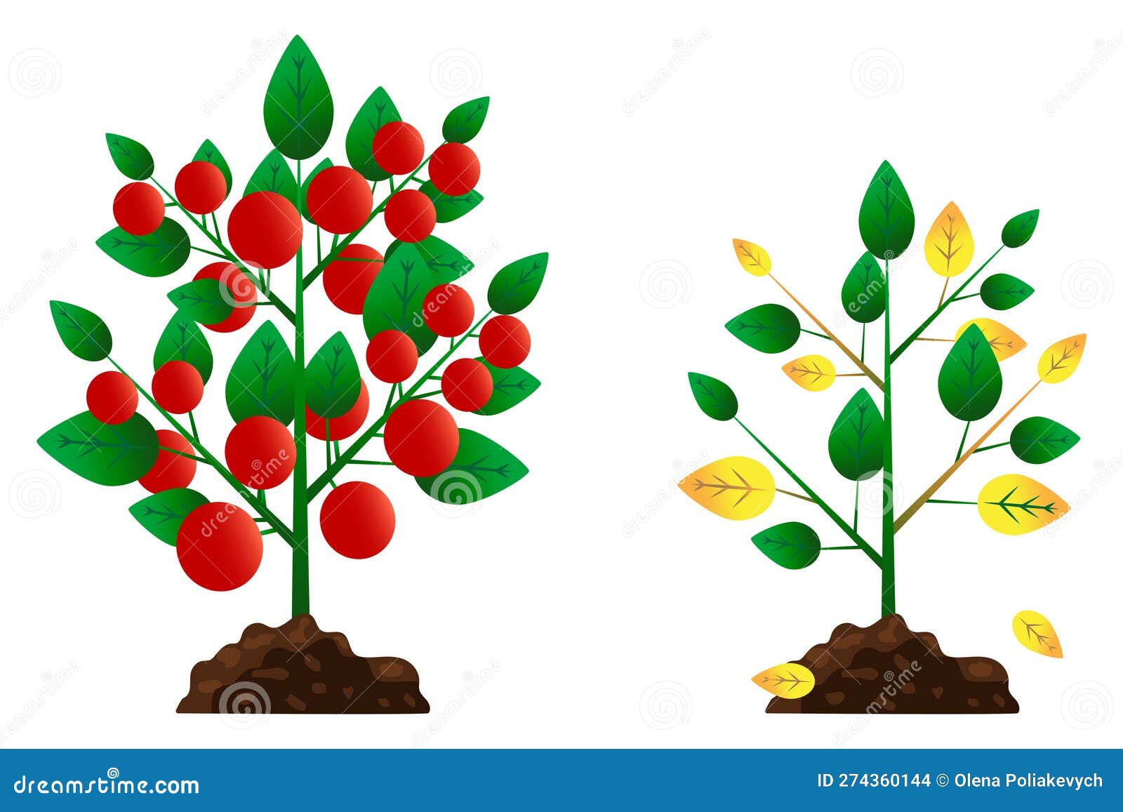 Tomato Tree in Flat Style. Vector Illustration Stock Vector