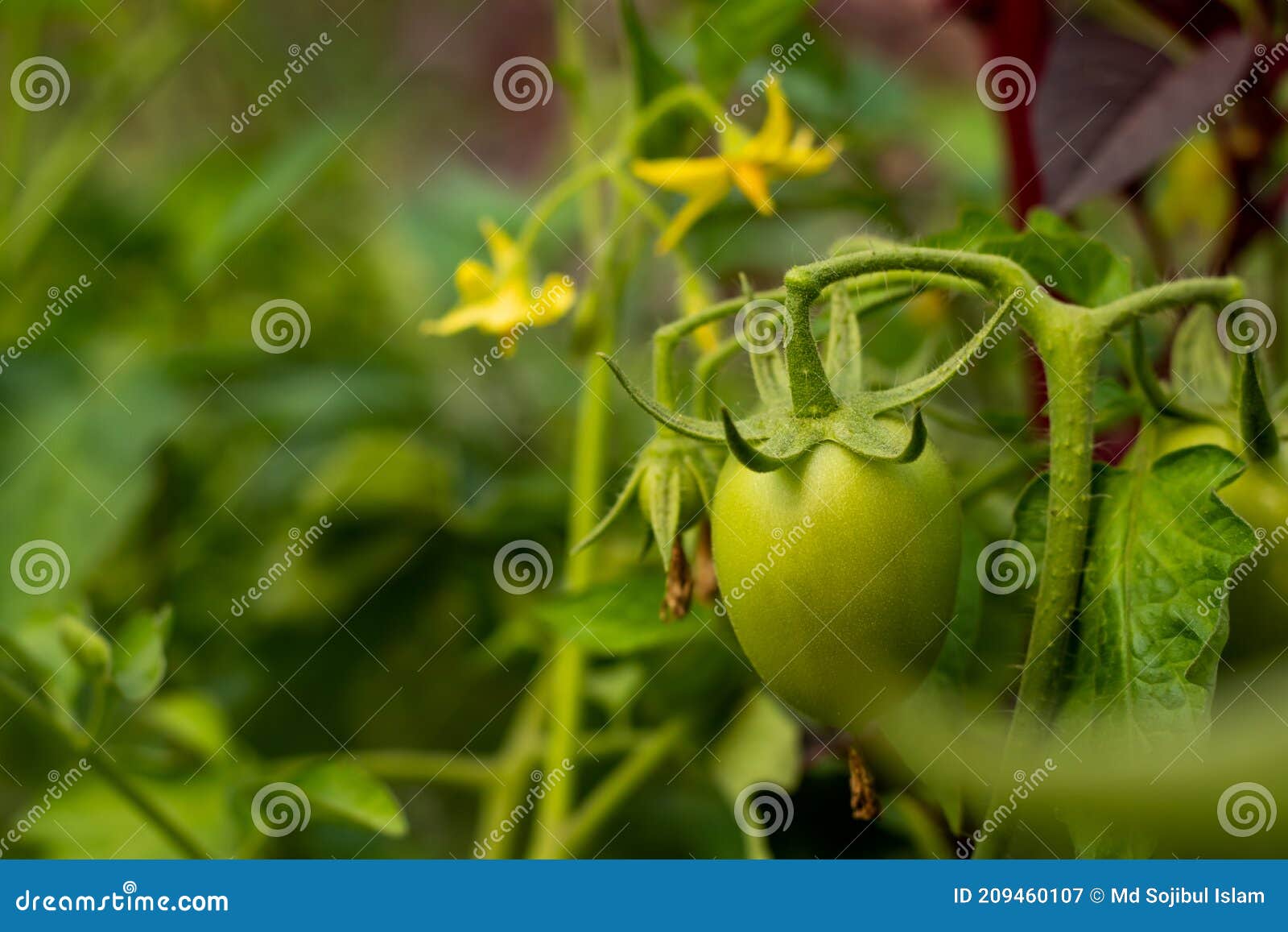 Tomato Tree is a Fruit Tree that Produces the Tamarillo or Juice Stock