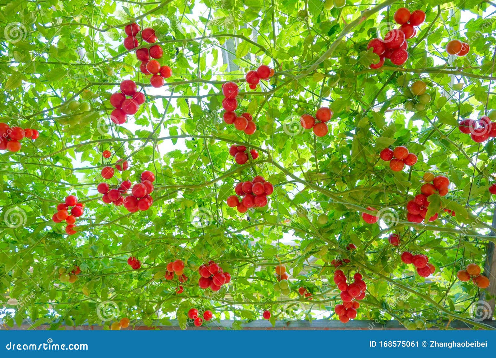 My Tomato Tree RoyaltyFree Stock Photography