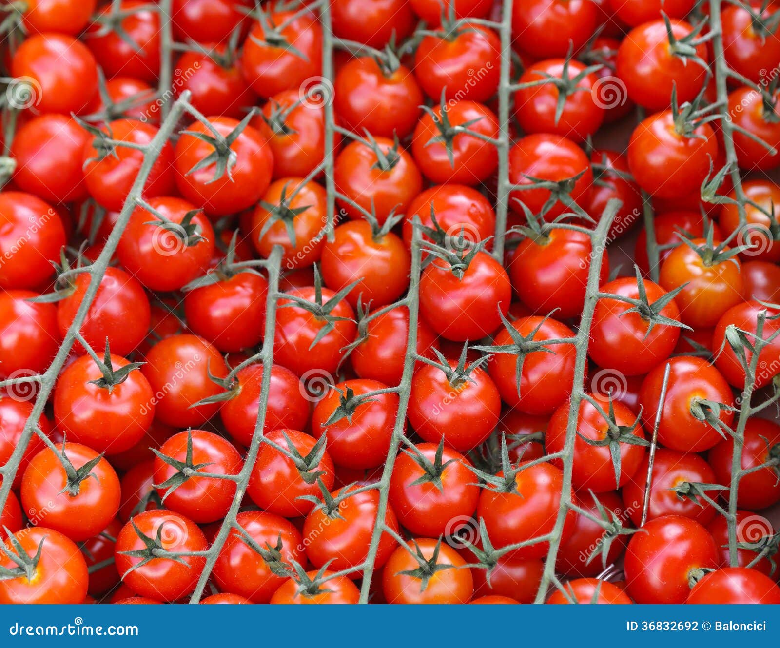 Tomato on vine stock photo. Image of organic, healthy 36832692