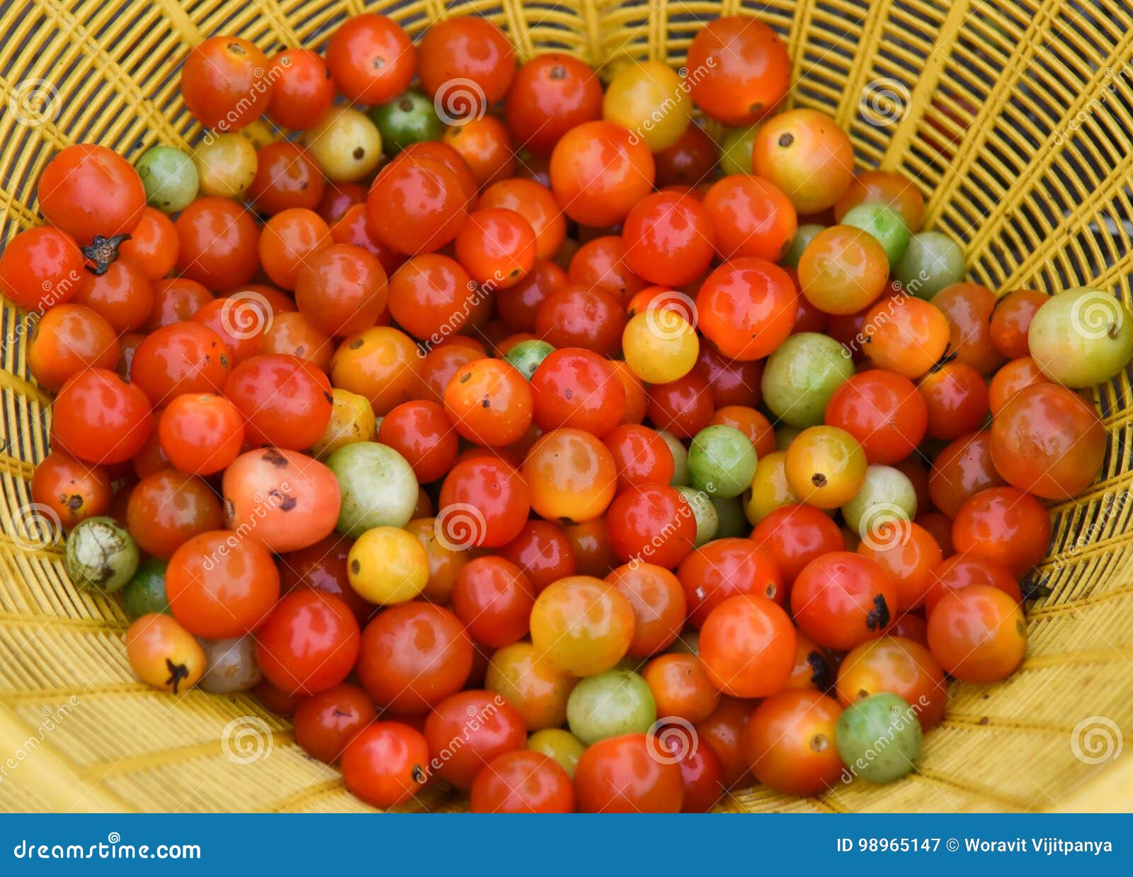 Tomato vine stock image. Image of grown, food, bunch 98965147