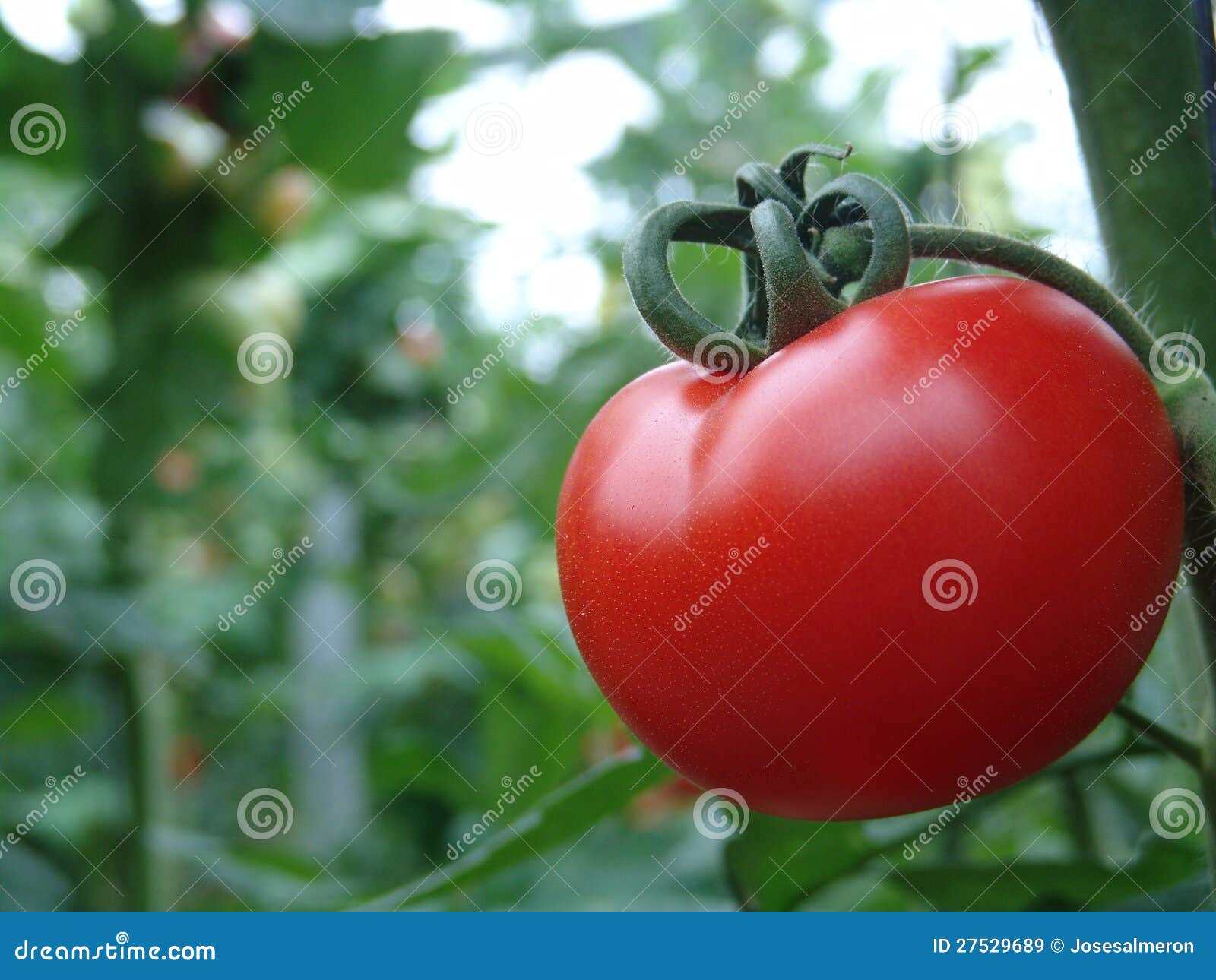 tomatoes on almeria greenhouse.