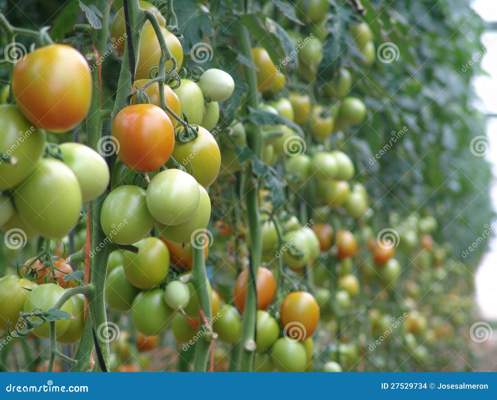 tomatoes on almeria greenhouse.
