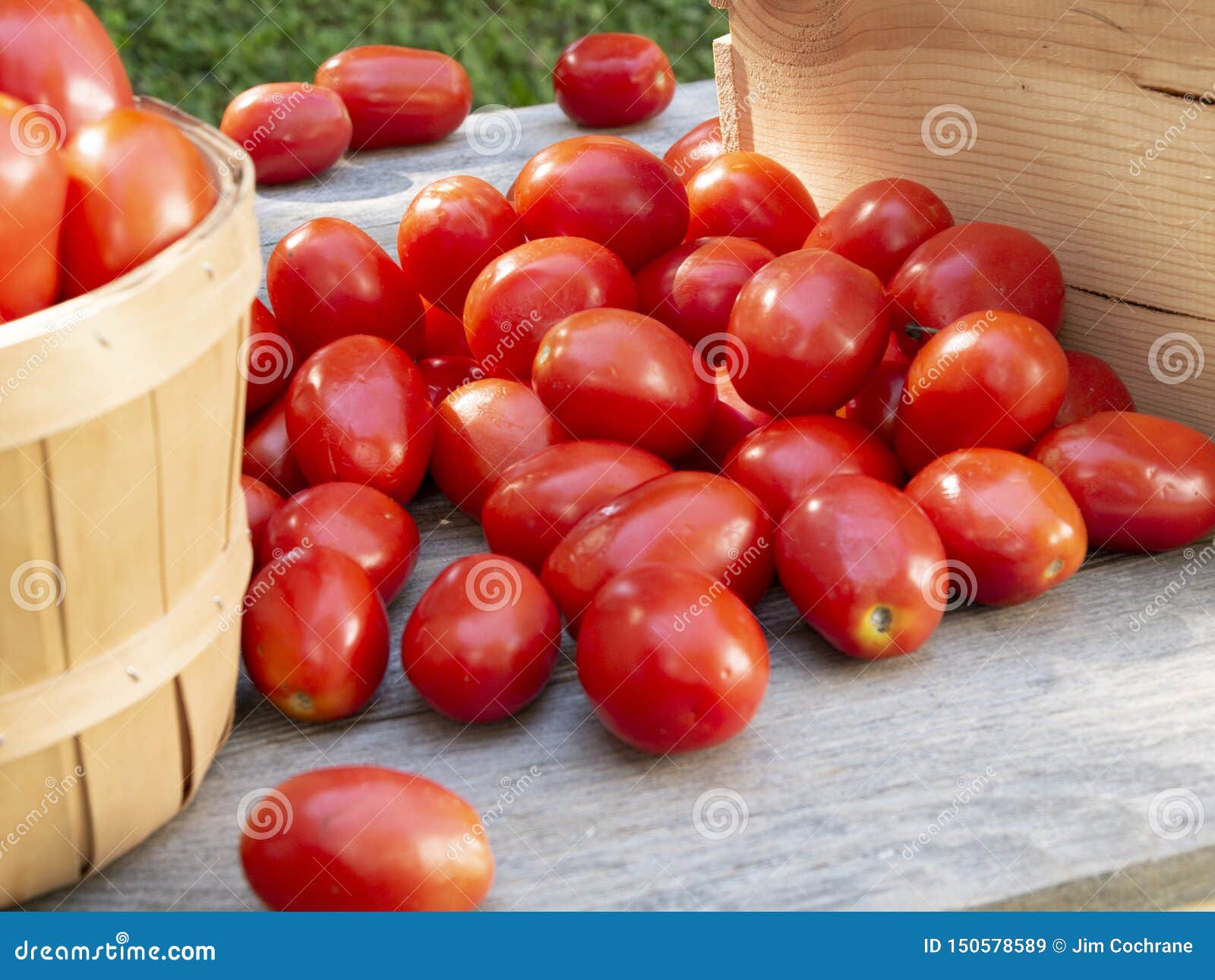 Organic Roma Tomato Harvest for Processing or Canning Stock Image