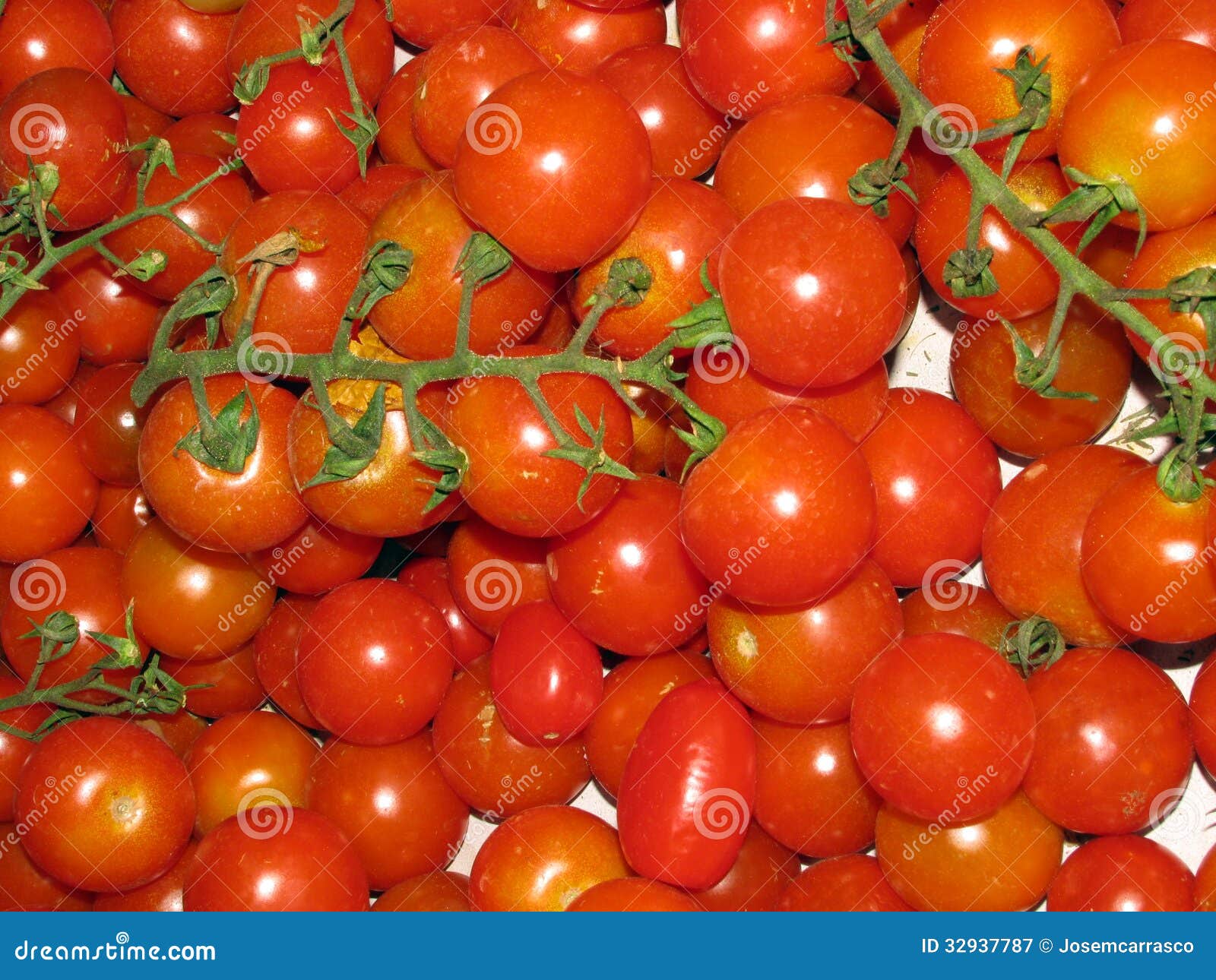 Tomatoes stock image. Image of fertile, ripe, plantation 32937787