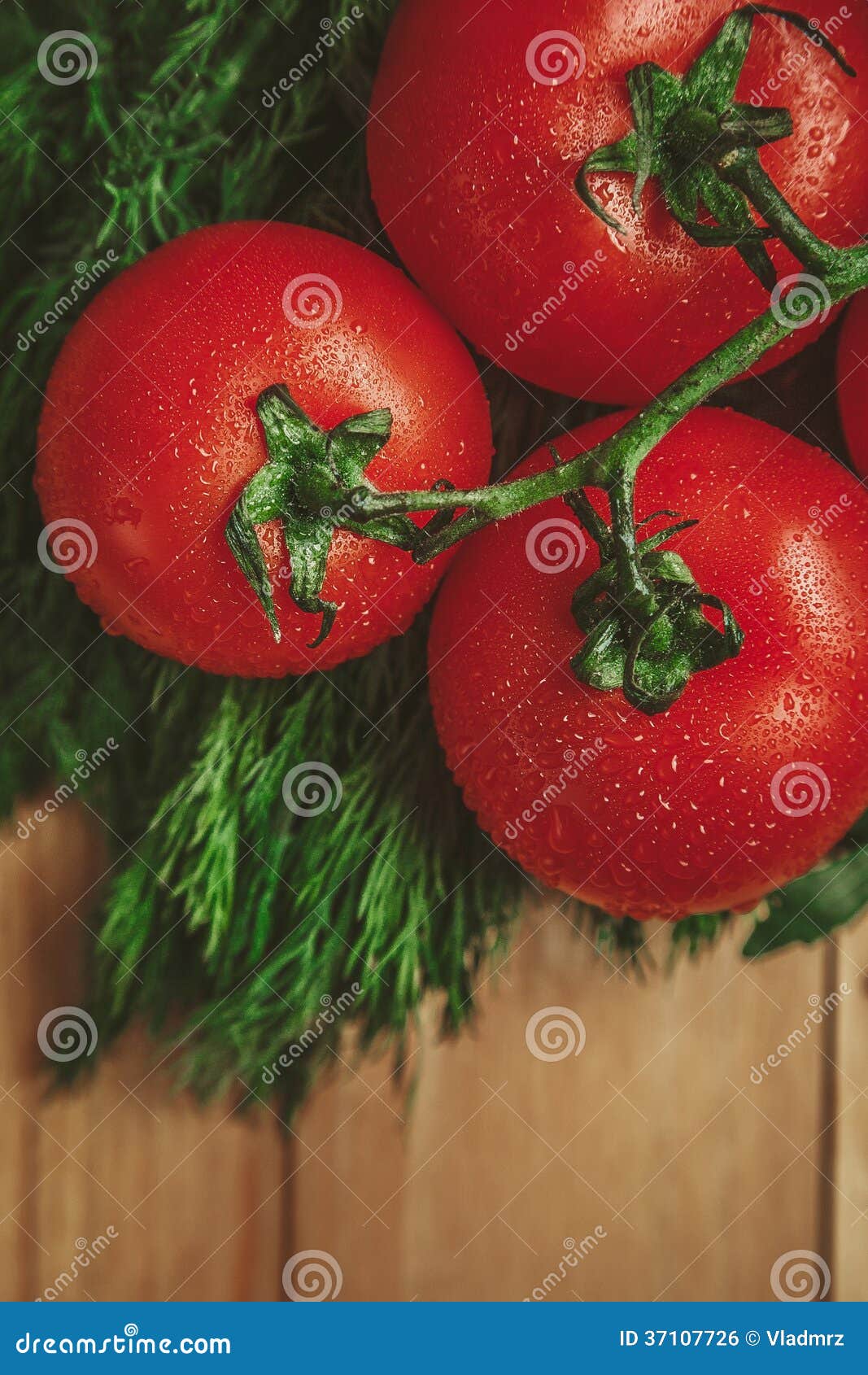 Tomatoes and dill stock photo. Image of gourmet, life 37107726