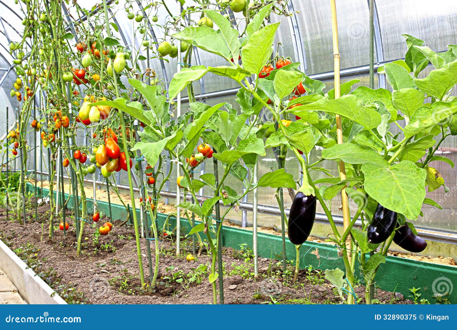 Tomatoes And Eggplants Stock Image Image Of Isolated 32890375