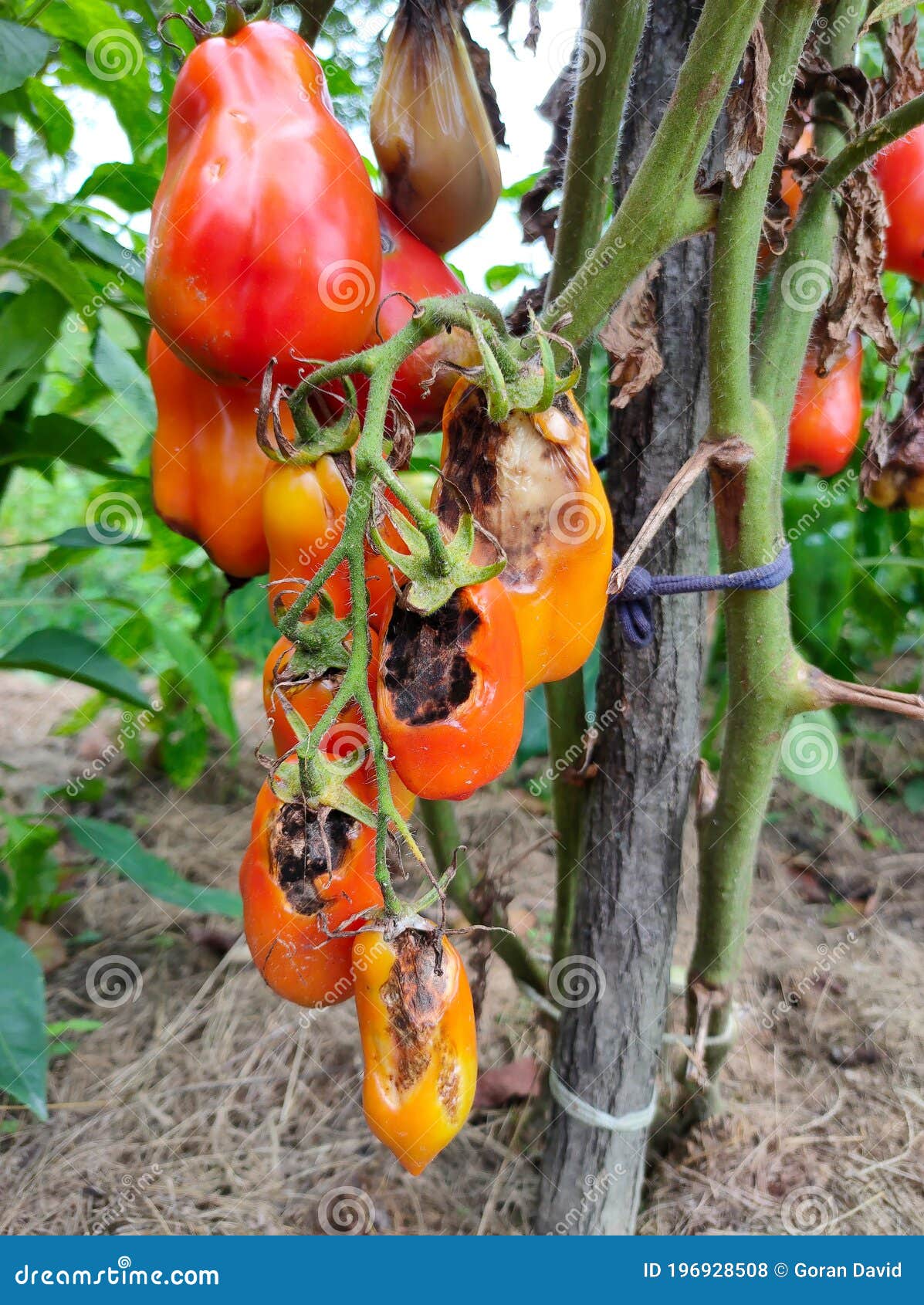 Tomatoes Disease. Phytophthora Infestans. Late Blight Or Potato Blight