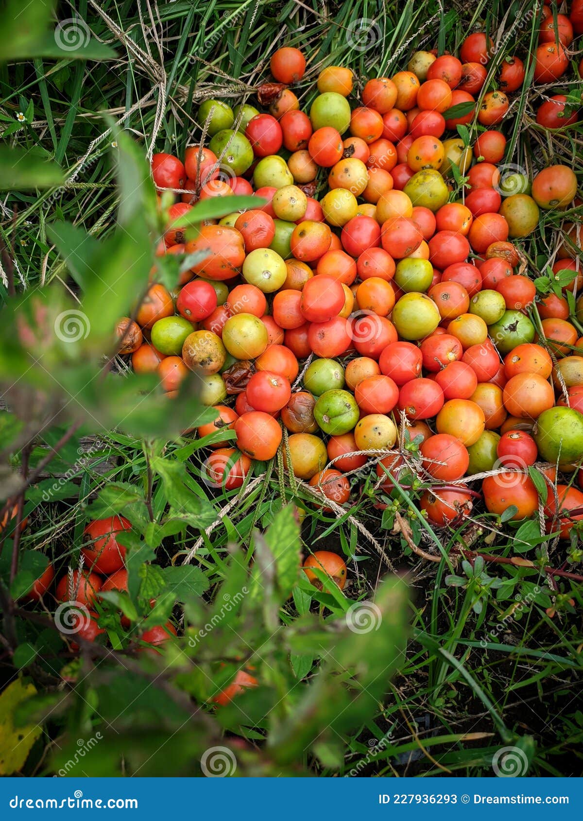 Tomatoes on the Grass Nature Fruits Vegetables Stock Image Image of