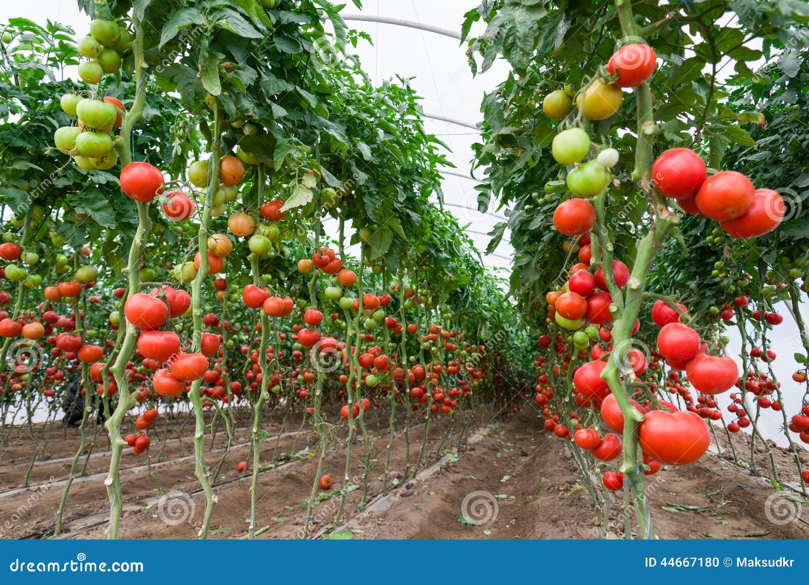 tomatoes in a greenhouse