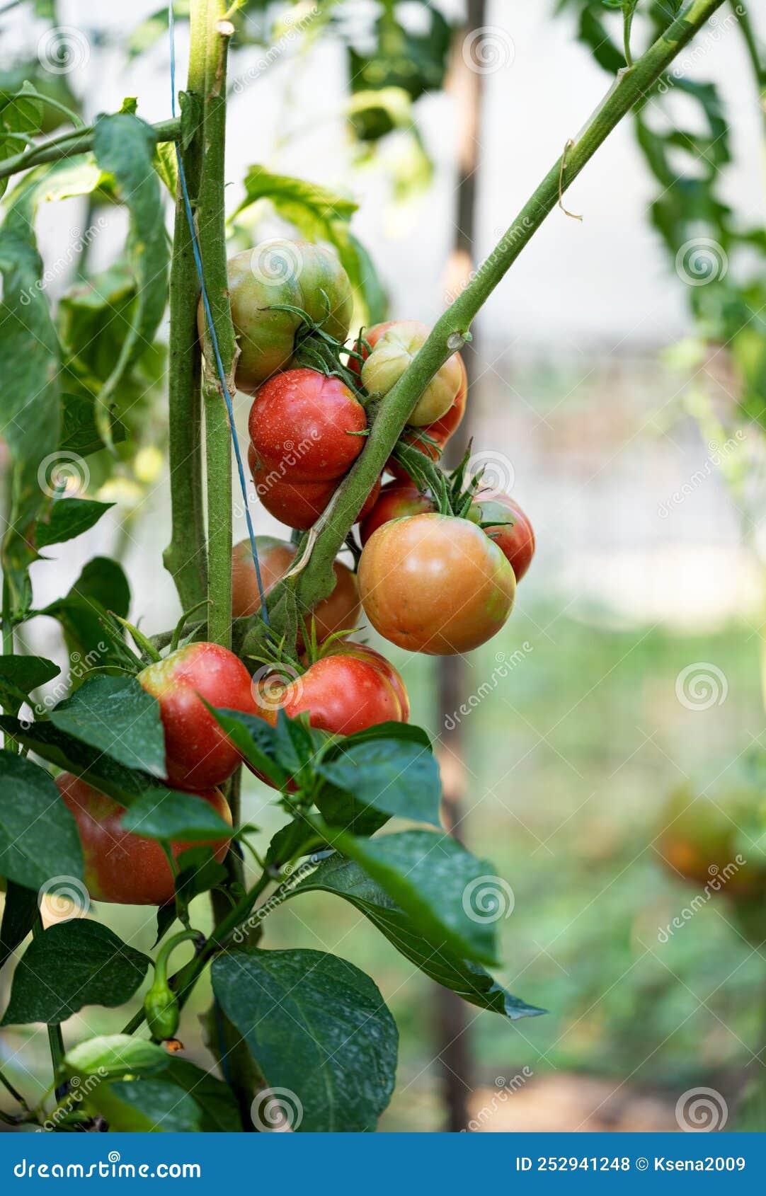 Tomatoes Growing in the Garden Stock Photo Image of leaf, ingredient