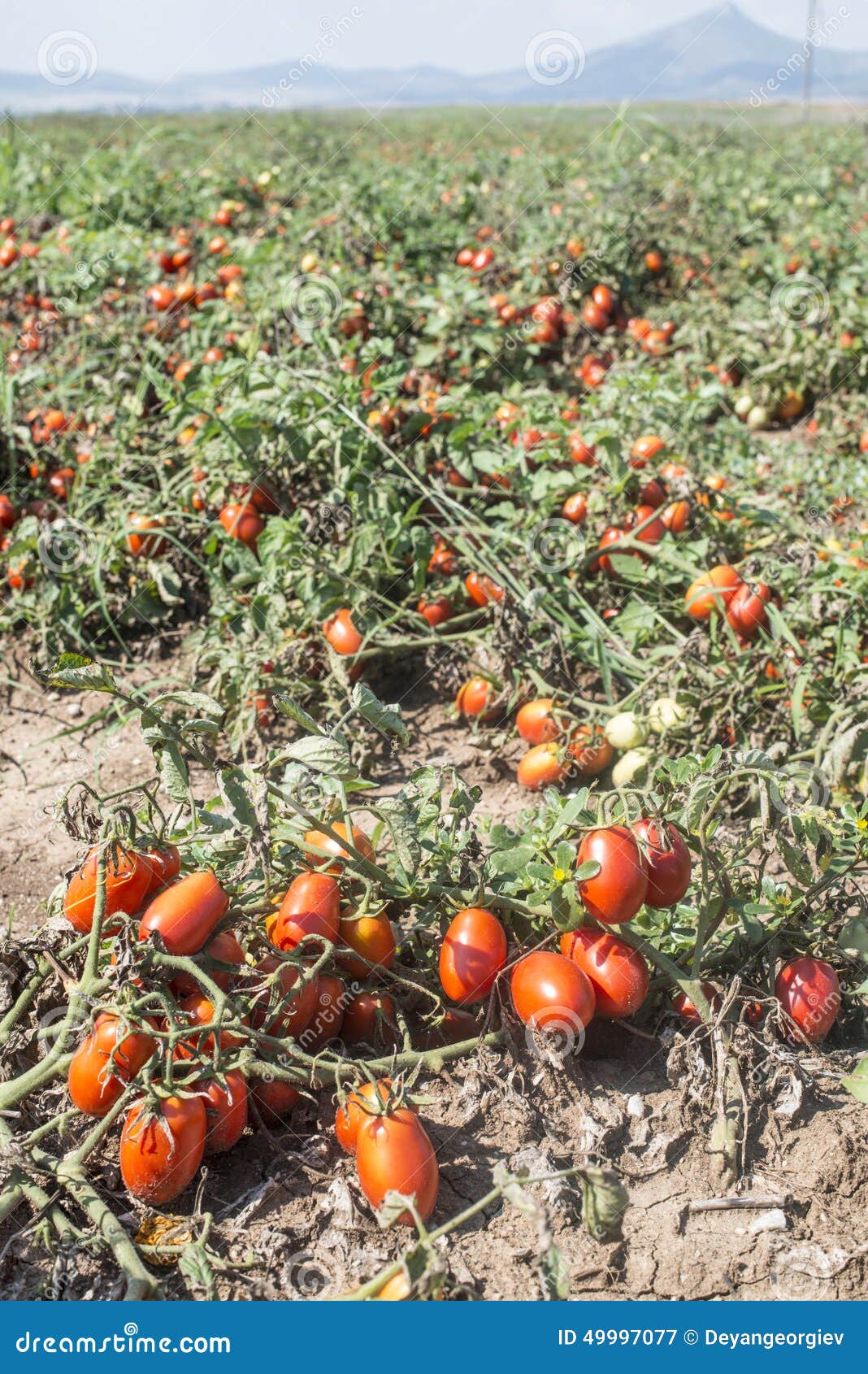 Tomatoes Grown in the Field Stock Image Image of natural, dirt 49997077
