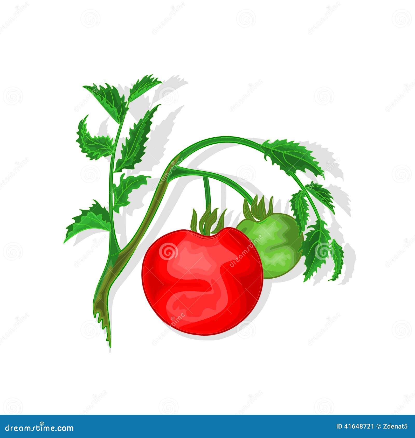 Tomatoes with leaf vector stock vector. Illustration of tasty 41648721