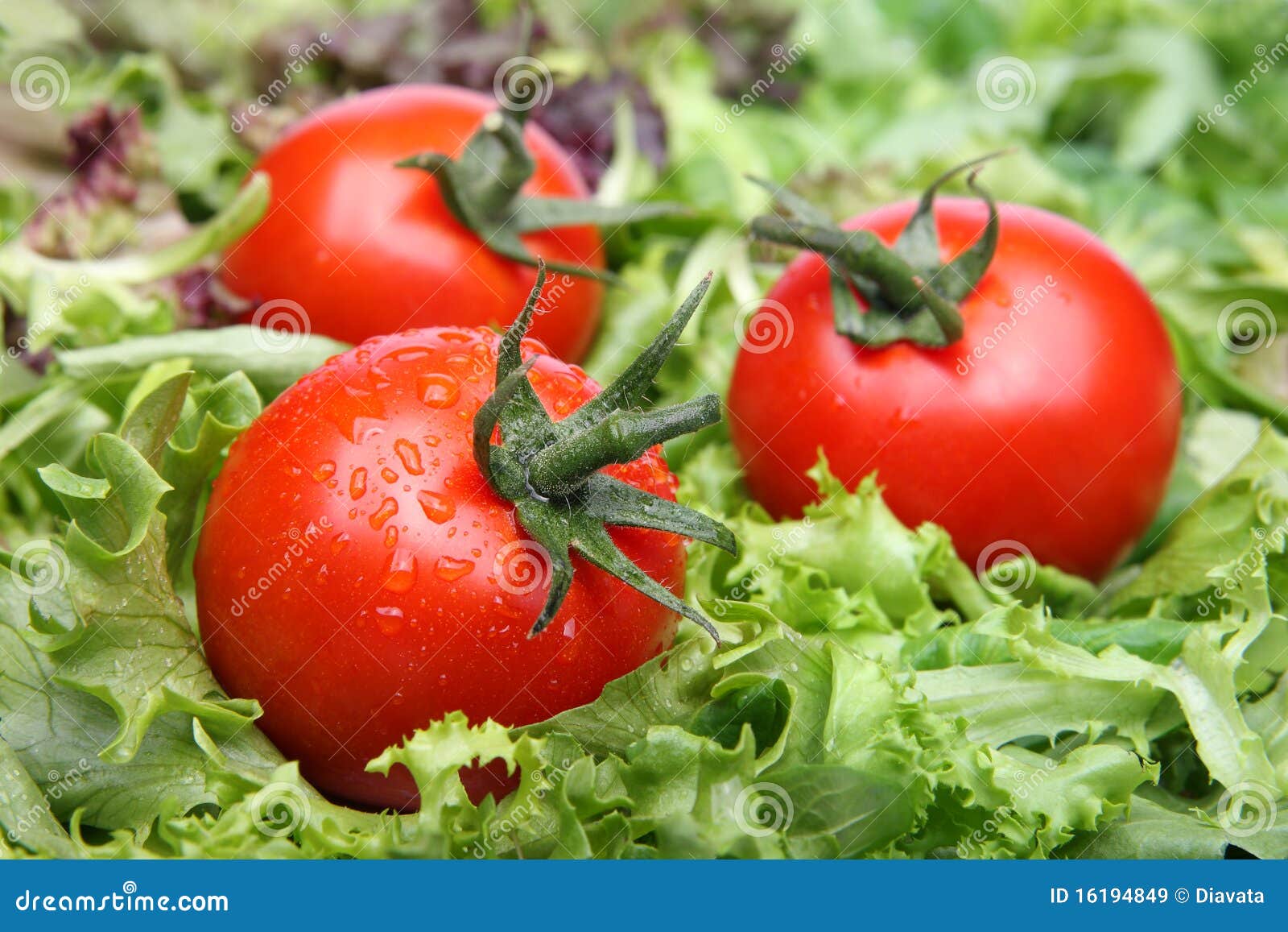Tomatoes on lettuce stock image. Image of vegetables 16194849