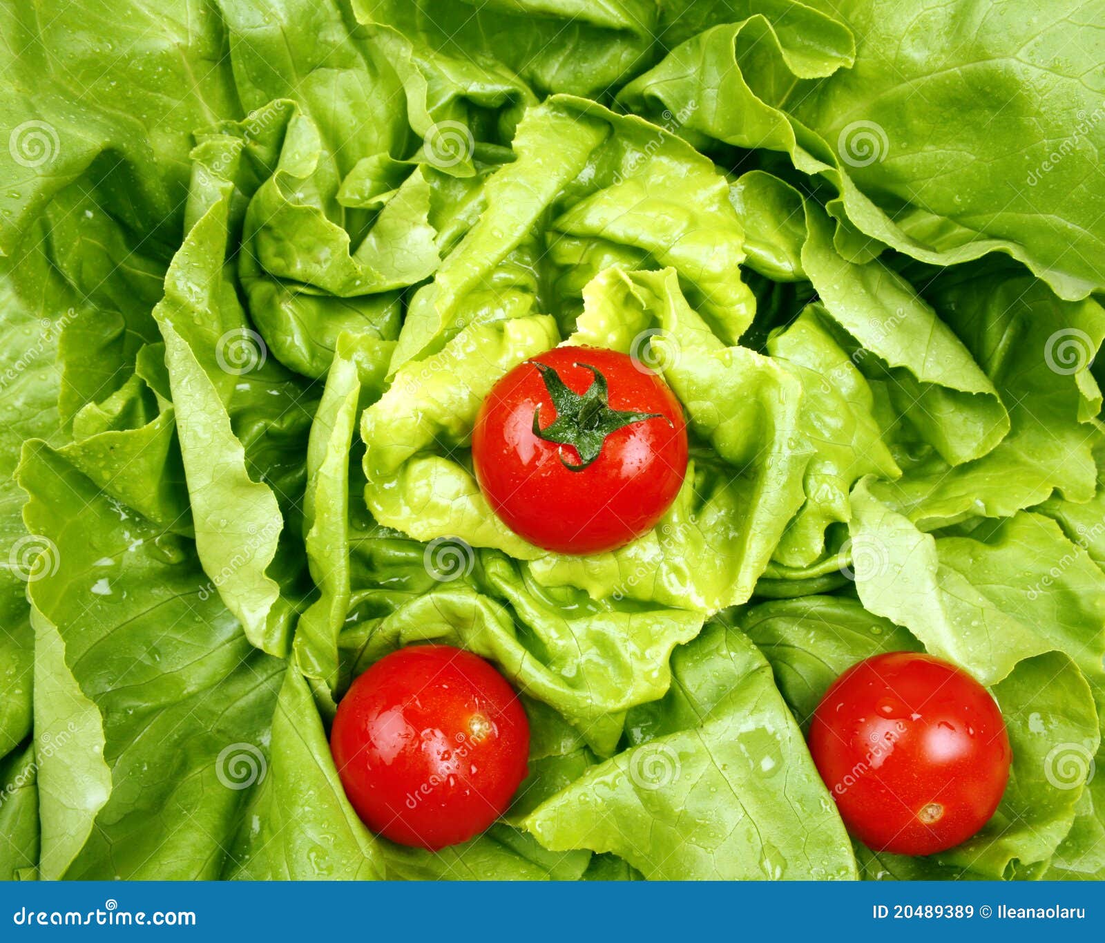 Tomatoes and lettuce stock image. Image of leaf, circle 20489389