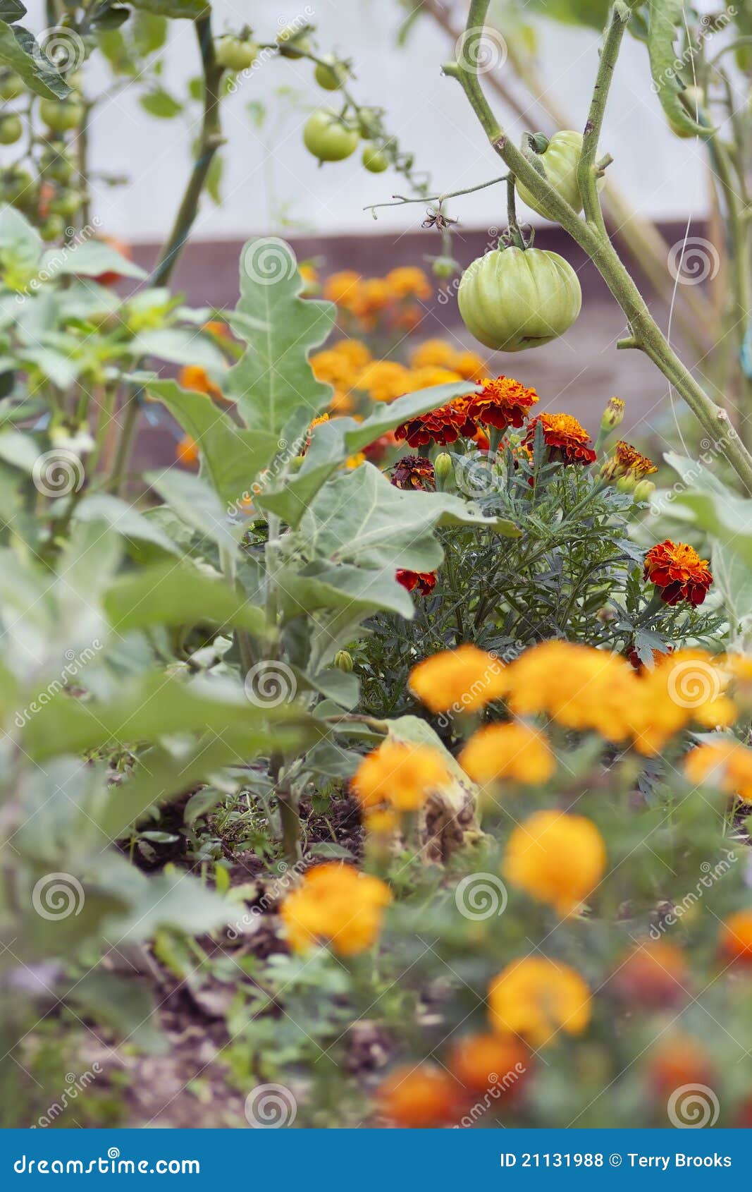 tomatoes and marigolds (companion planting)