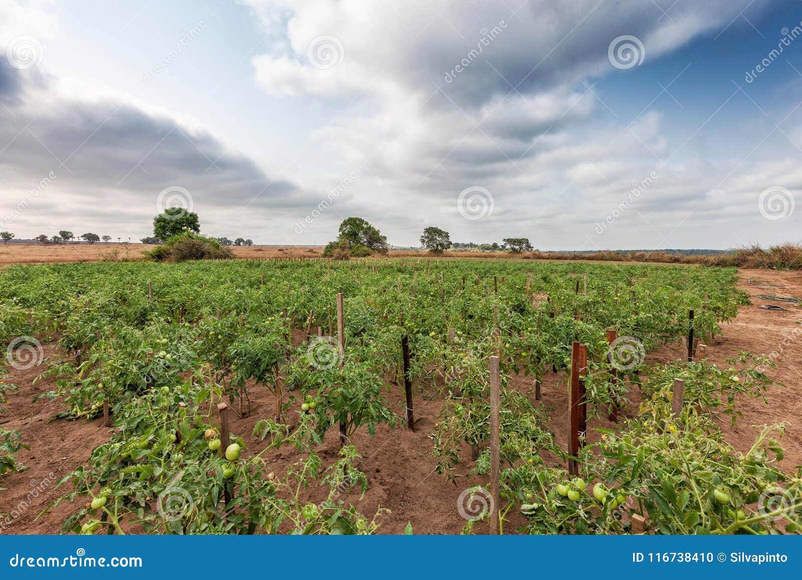 tomatoes plantation still green. cabinda. angola, africa,