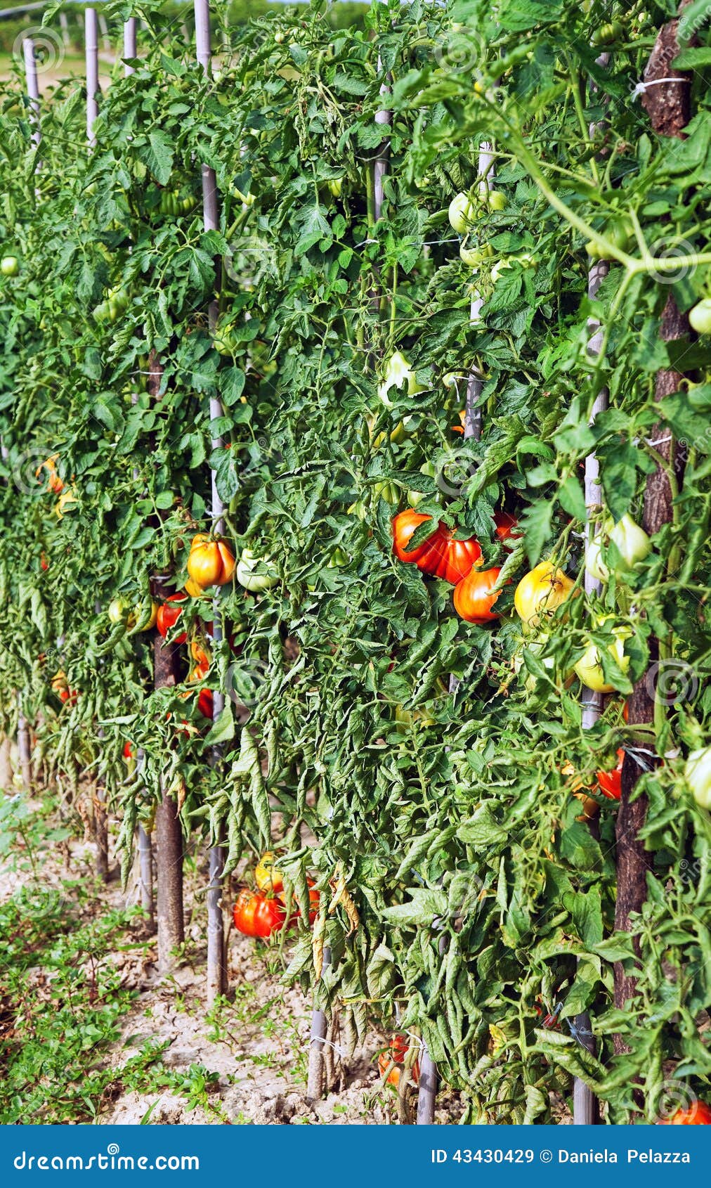 Tomatoes plants stock image. Image of kitchen, natural 43430429