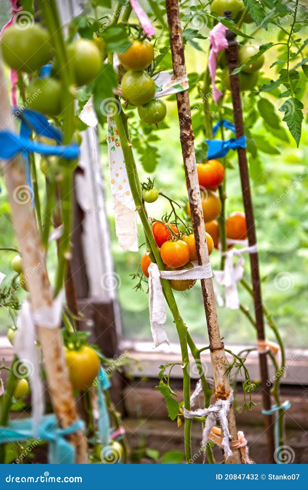 Tomatoes production stock photo. Image of house, food 20847432