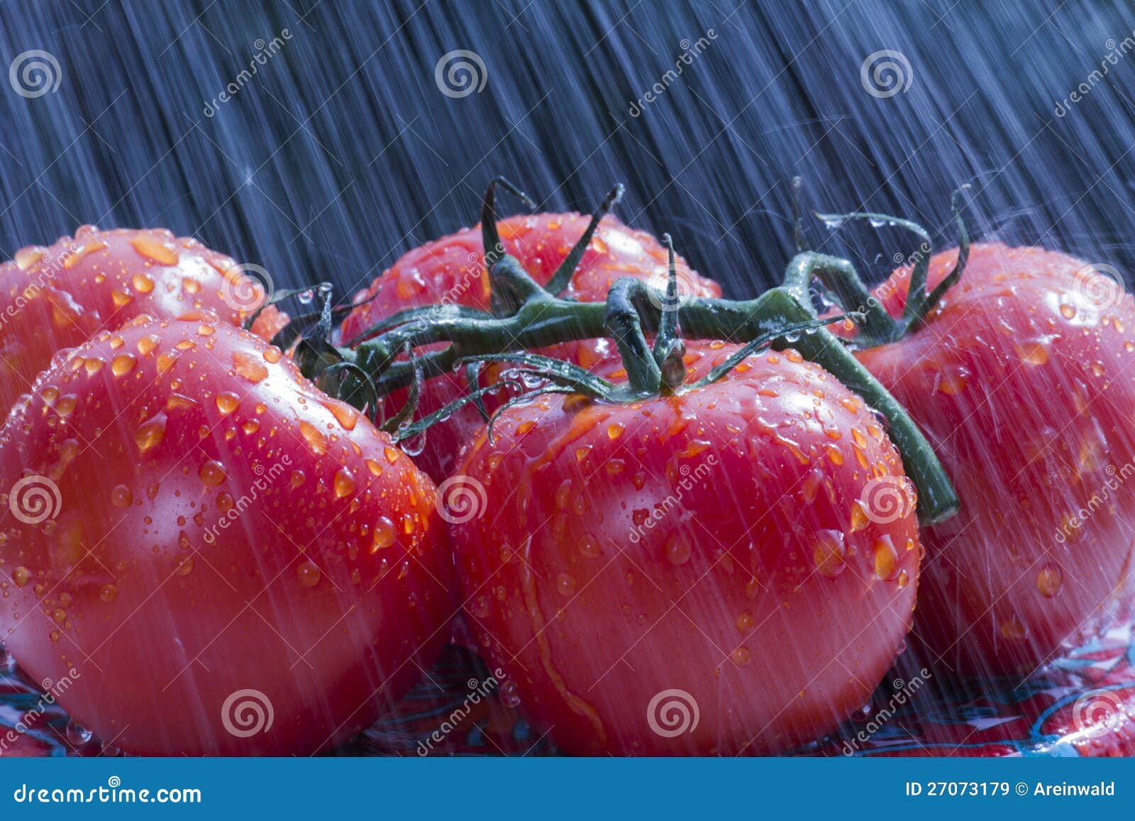 Tomatoes in the rain stock image. Image of green, vegetable 27073179